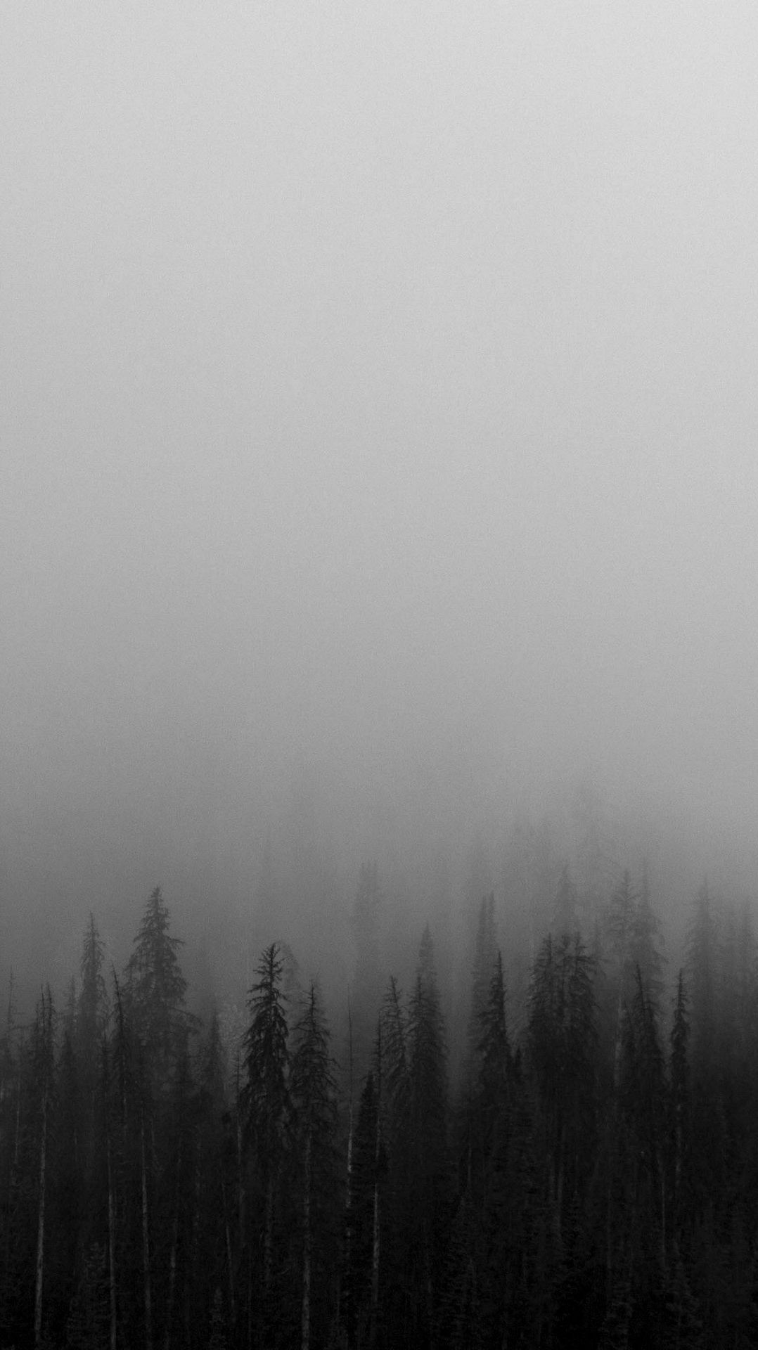 عکس ساده و شیک جنگل سیاه سفید مناسب زمینه گوشی