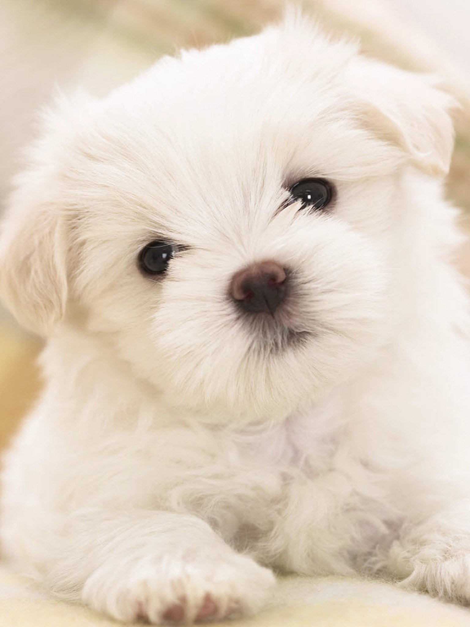 سگ کوچولوی ناز پشمالو به رنگ سفید در قاب هنری