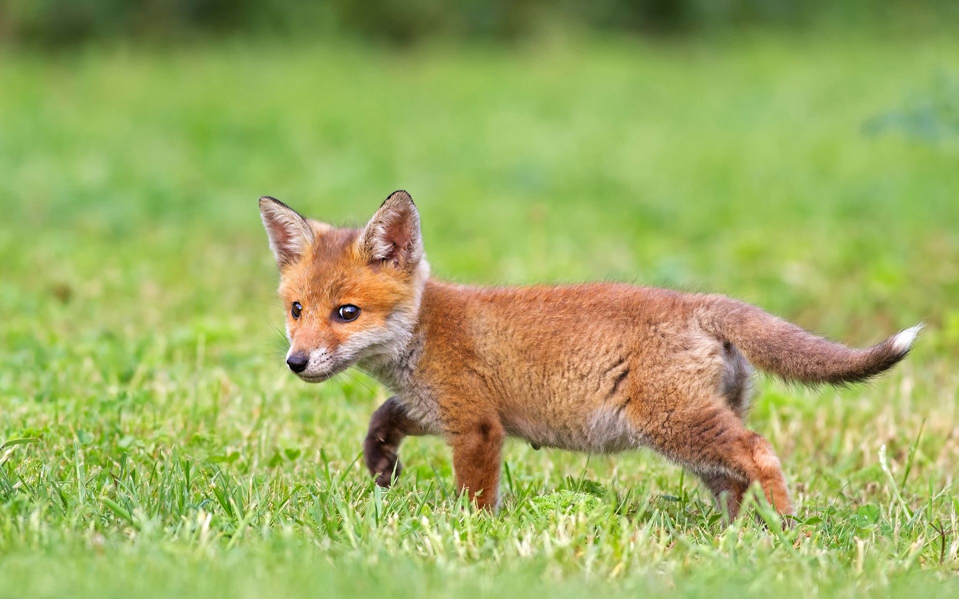 عکس جالب بچه روباه در حال دویدن در باغ و چمن