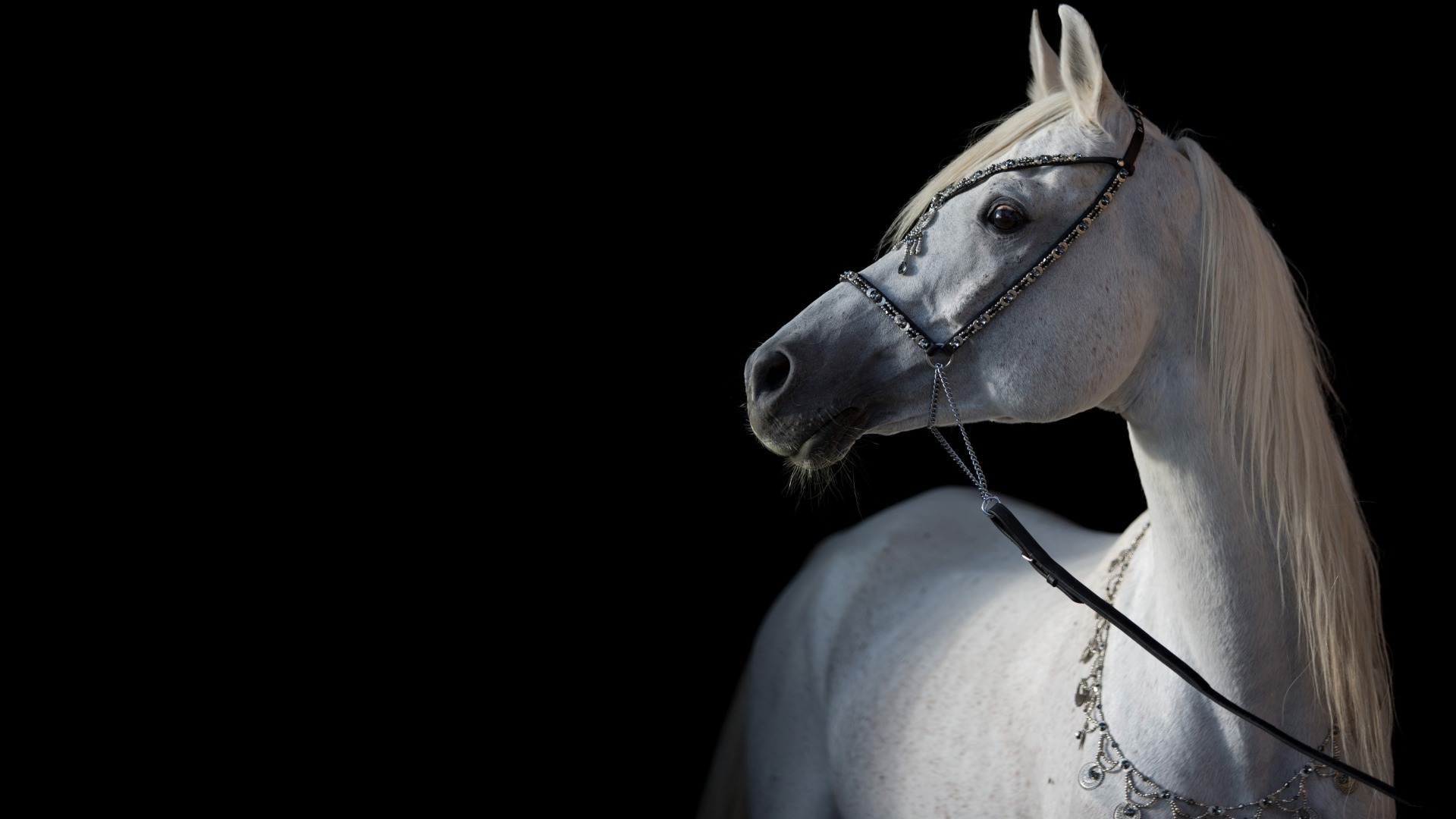والپیپر و تصویر زمینه اسب سفید با کیفیت 4k در بک گراند مشکی