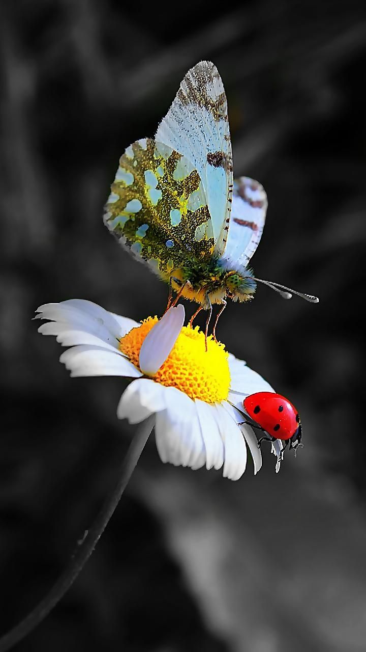 عکس FULL HD کفشدوزک عکس FULL HD کفشدوزک