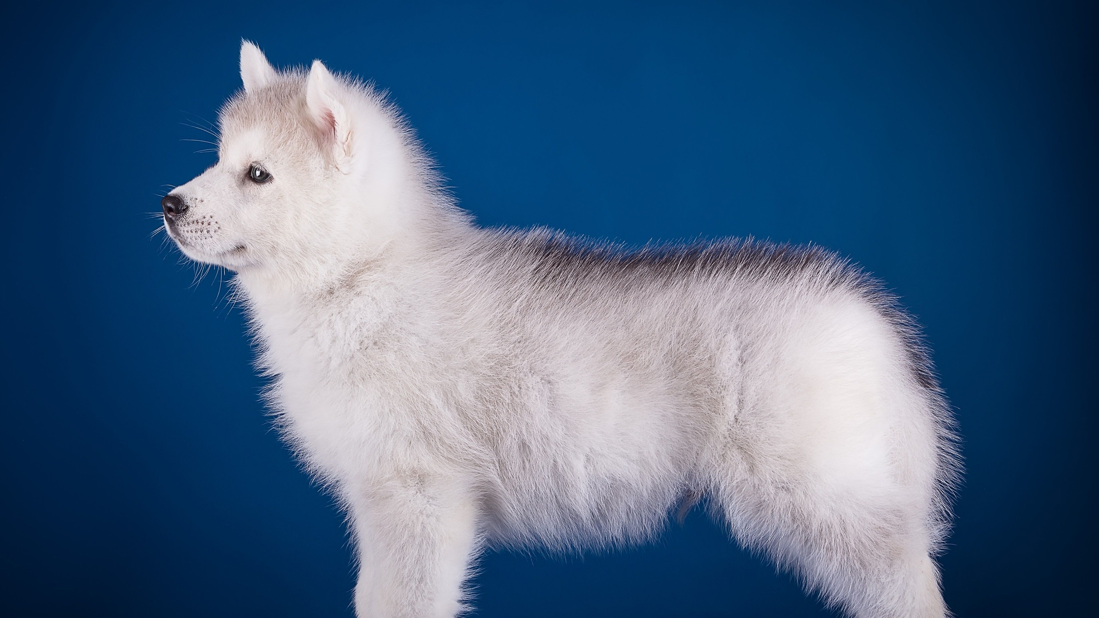 عکس کامل بدن سگ سفید پشمالو زیبا از زاویه کناری