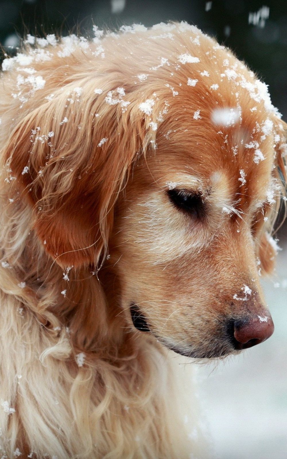 پس زمینه سگ باهوش پشمالو در برف برای SamSung 