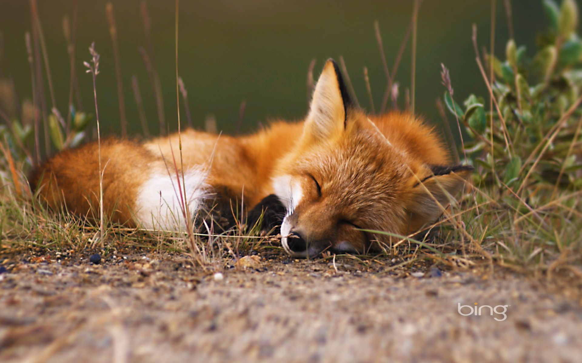 دانلود رایگان عکس بچه روباه خوابیده با چشمان بسته