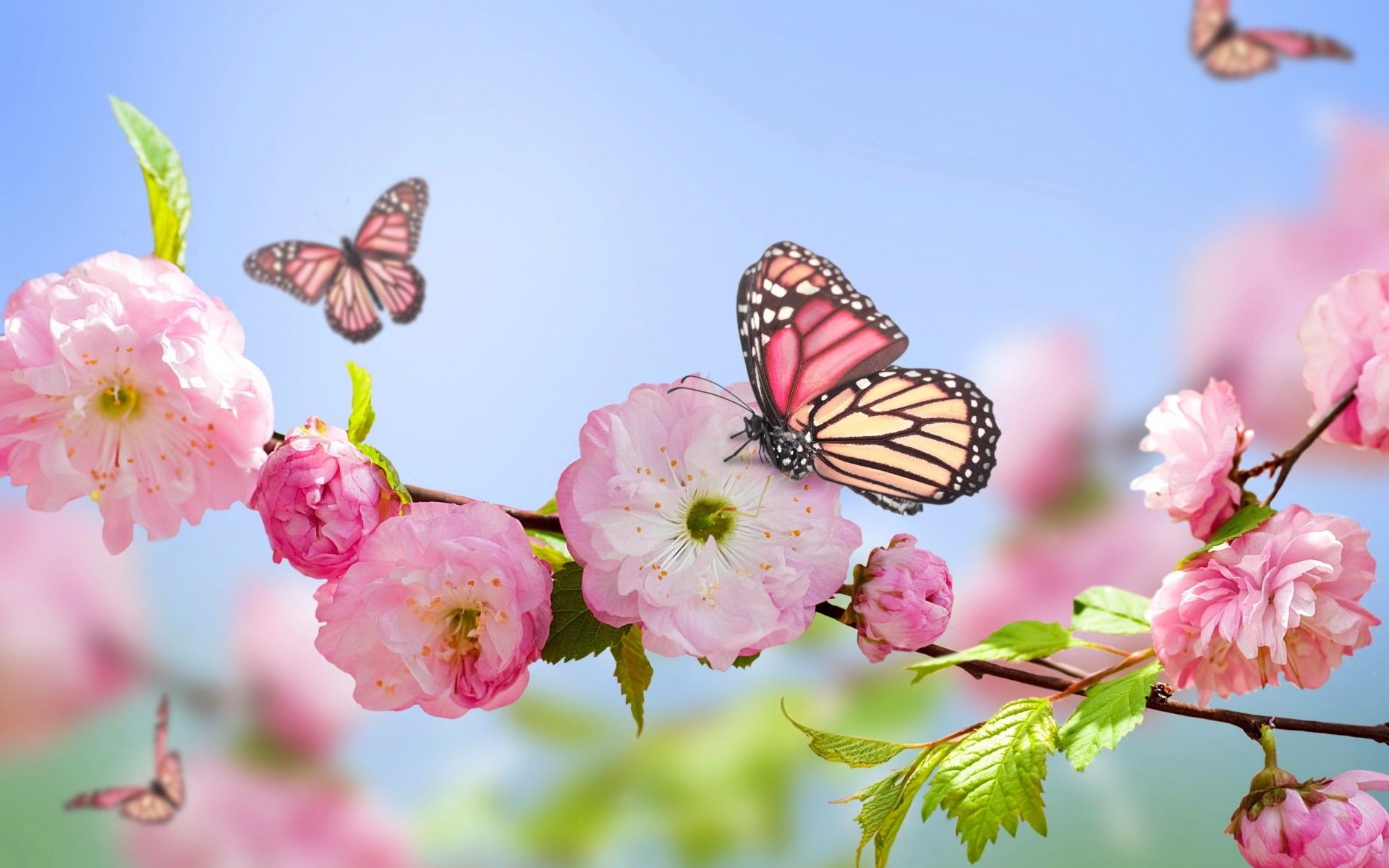 والپیپر پروانه ها و شکوفه های بهار