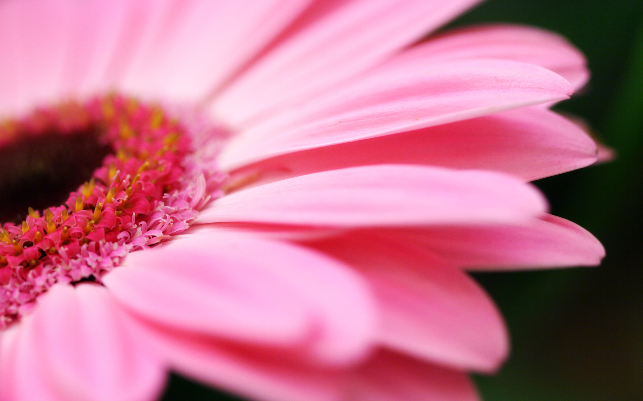 عکس استوک گل صورتی زیبا از نمای نزدیک و ماکرو
