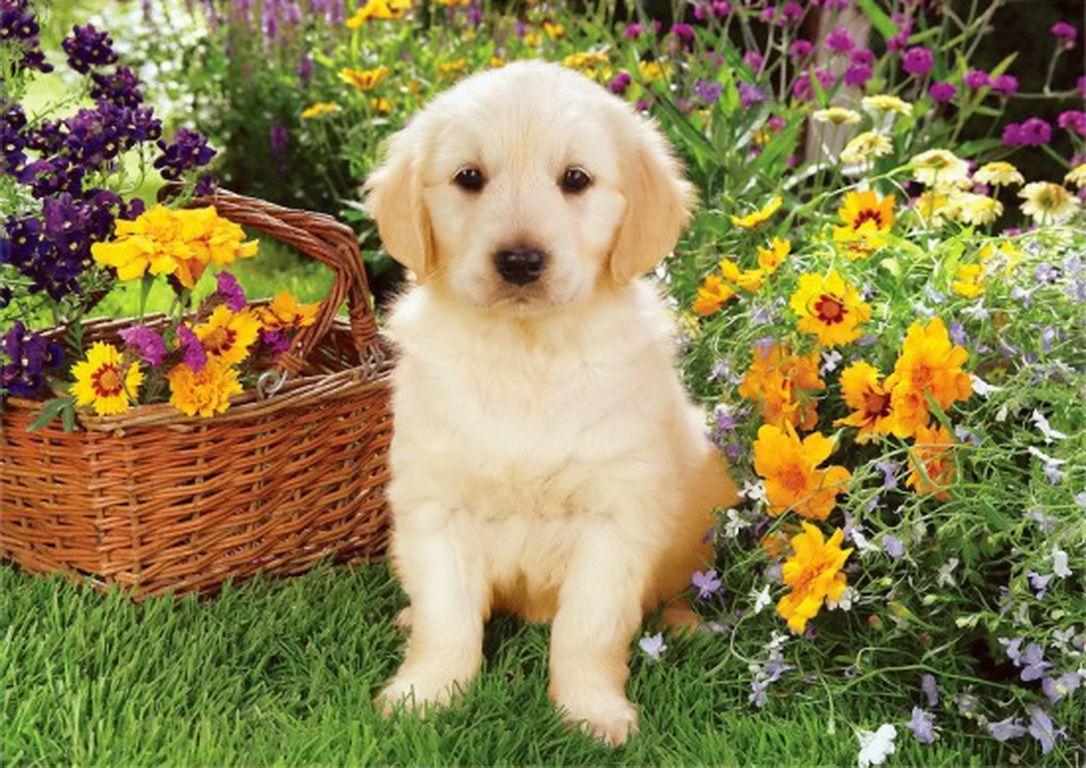 عکس 8k سگ پشمالوی کوچولو در طبیعت گل گلی بهار
