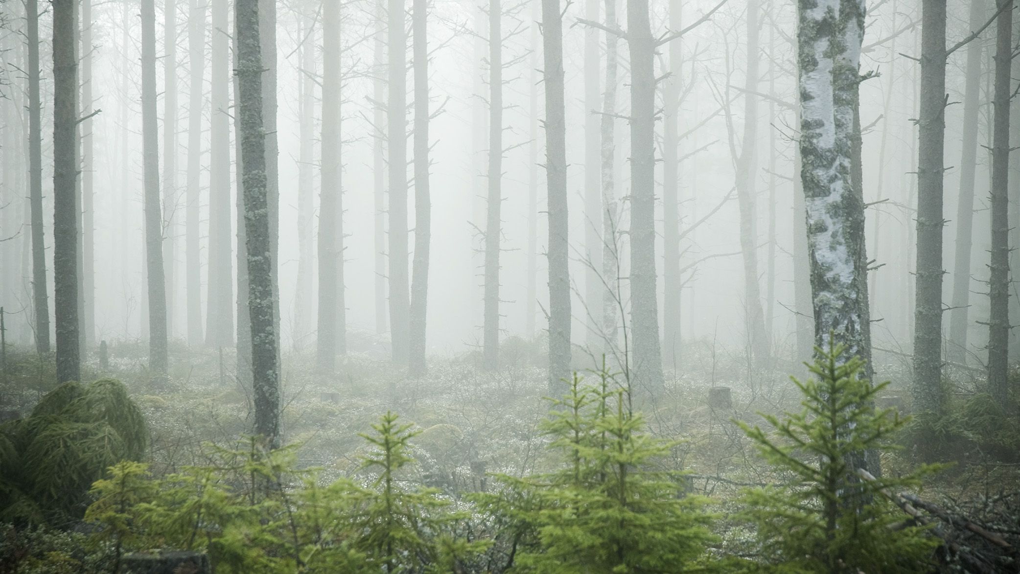 والپیپر رویایی جنگل های اسکاندیناوی به صورت رایگان 1402