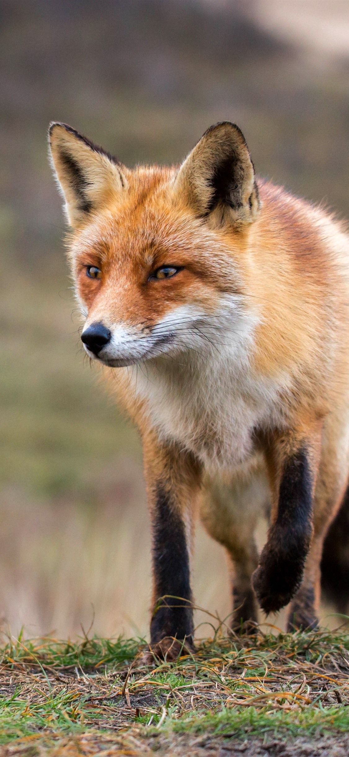 تصویر زمینه روباه مناسب موبایل