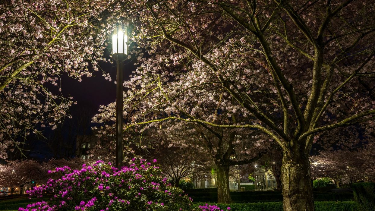 تصویر زمینه full hd درختان پرشکوفه فصل بهار در شب جذاب