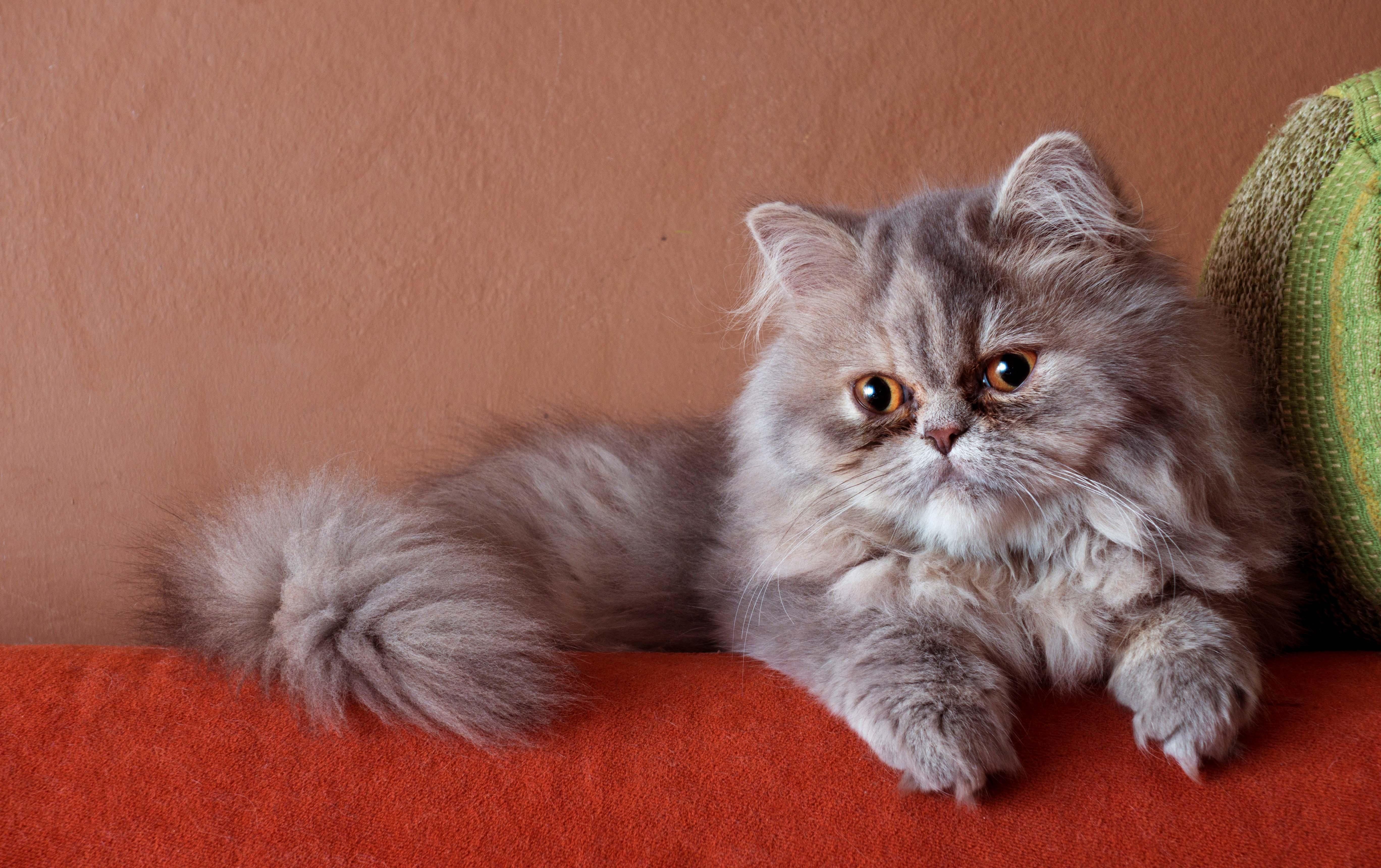 عکس گربه پرشین خسته زیبا برای پست Instagram