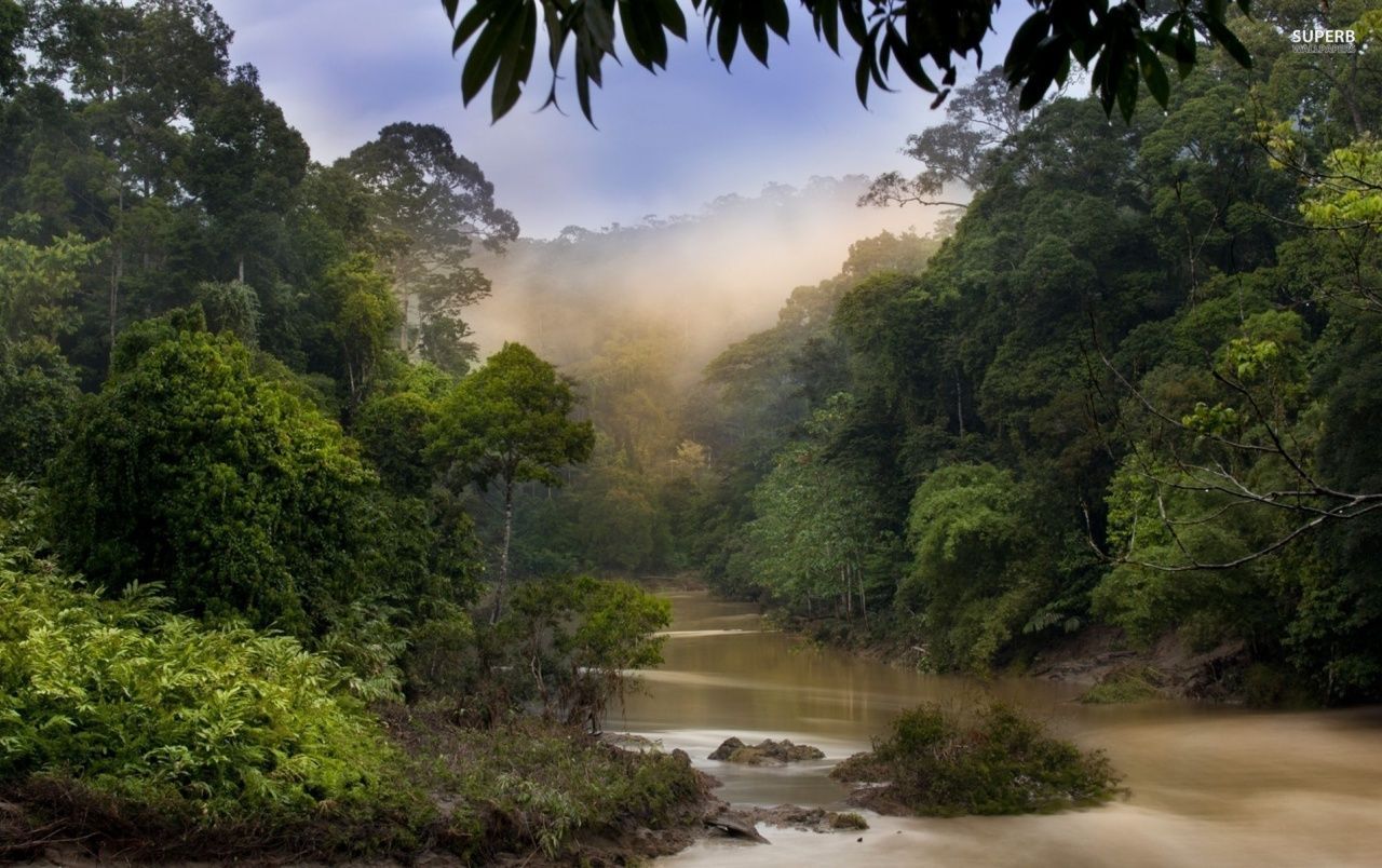 بک گراند منحصر به فرد رودخانه در جنگل سبز با کیفیت بالا