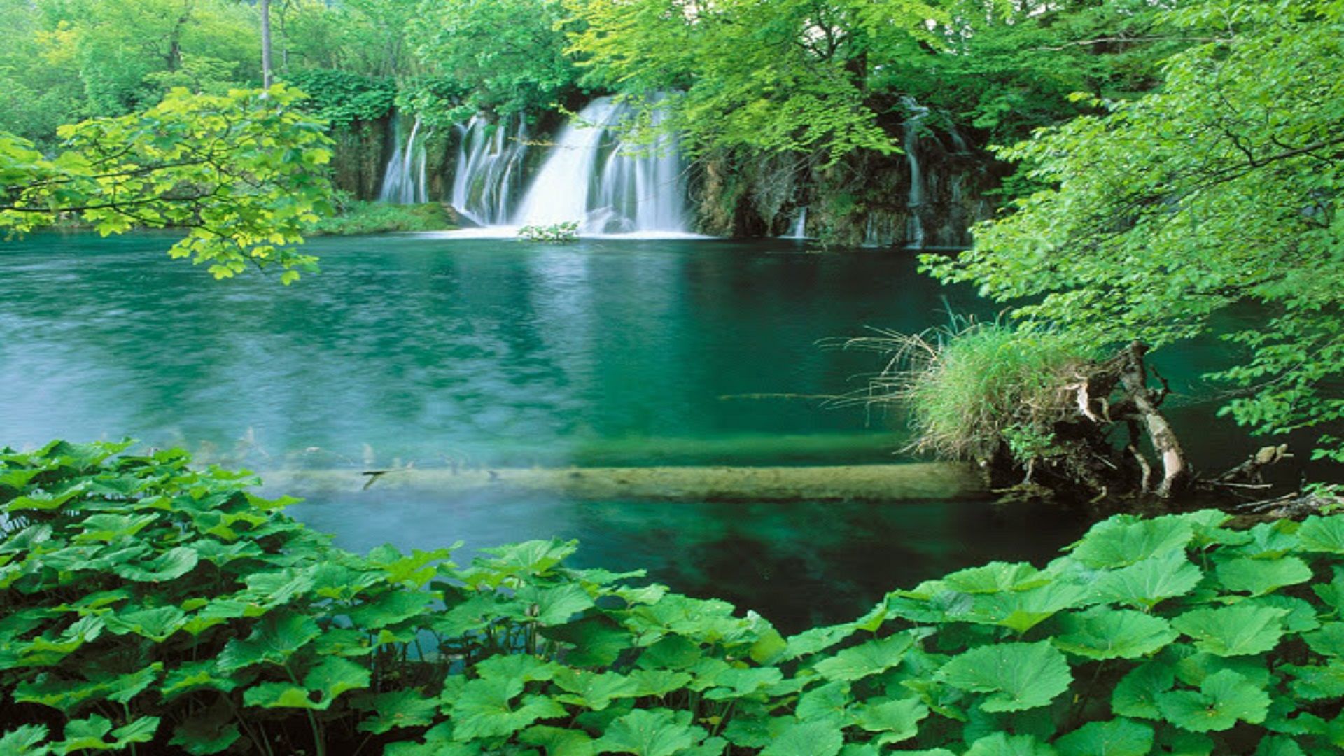عکس پروفایل اعجاب برانگیز از درختان سبز پربرگ اطراف آبشار زلال