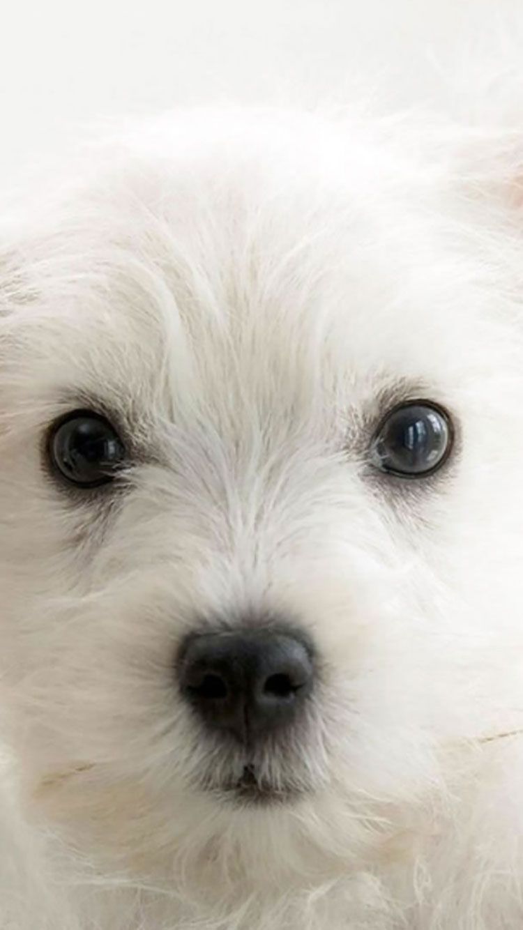 والپیپر باکیفیت سگ سفید بامزه برای پست اینستاگرام 