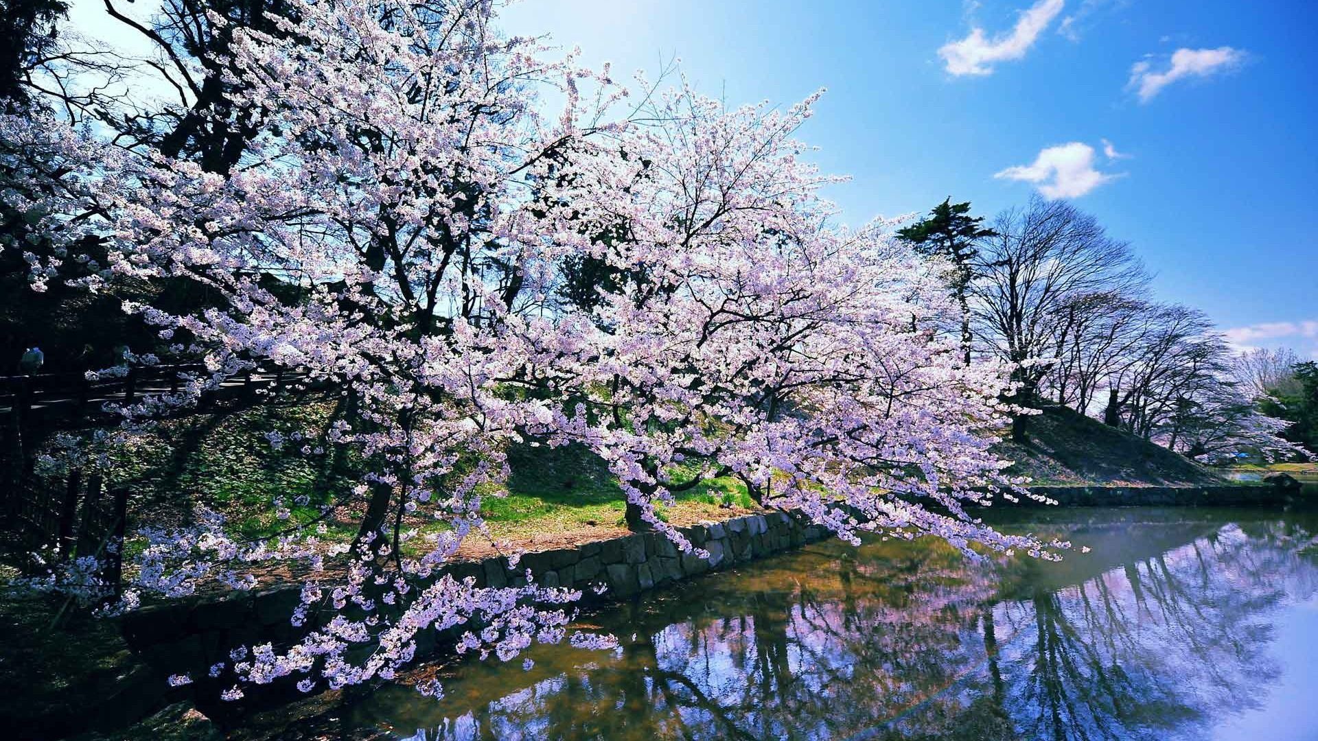 والپیپر شکوفه های بهاری در ژاپن