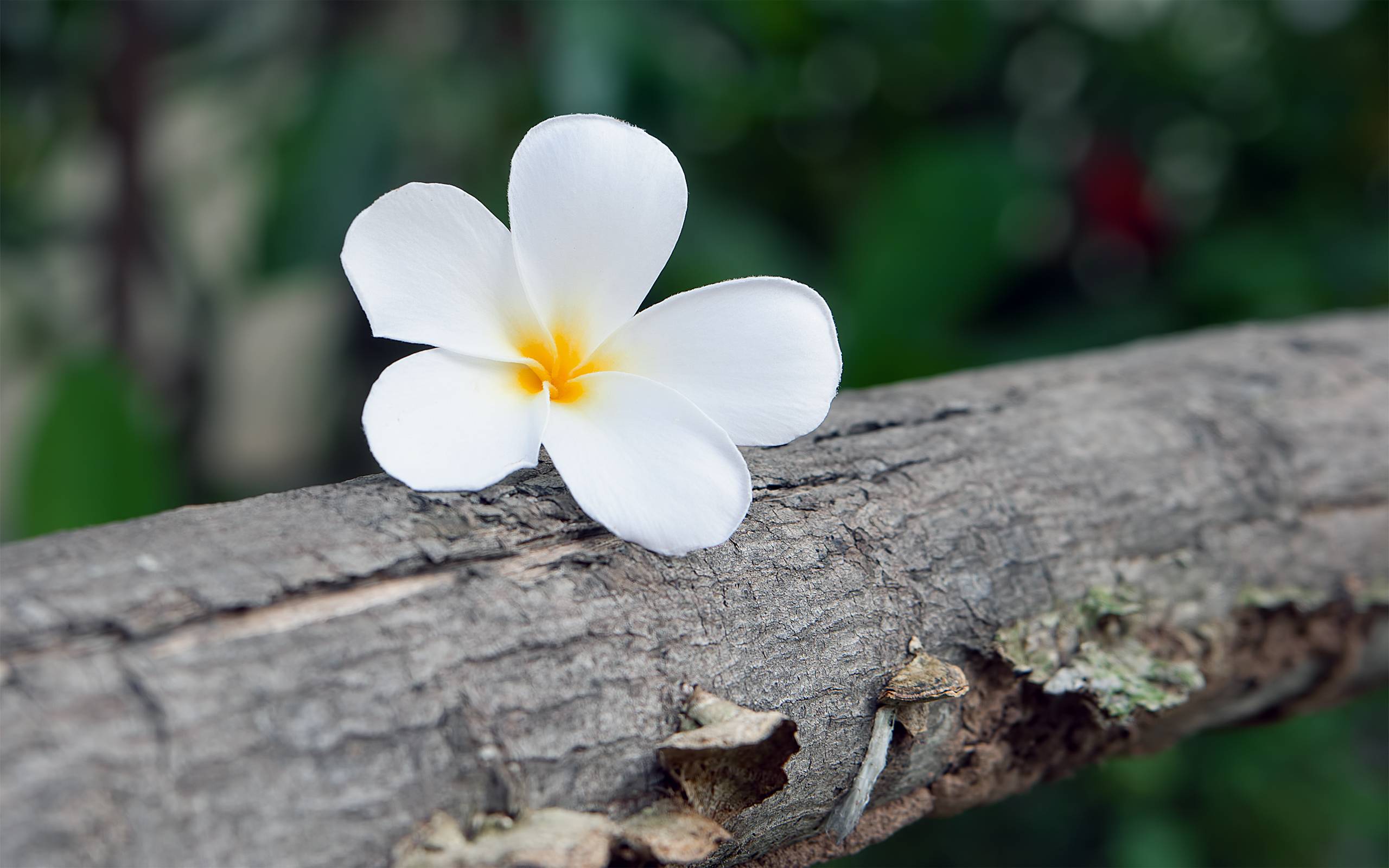 عکس خوشگل گل پلومریا سفید روی شاخه درخت تنومند