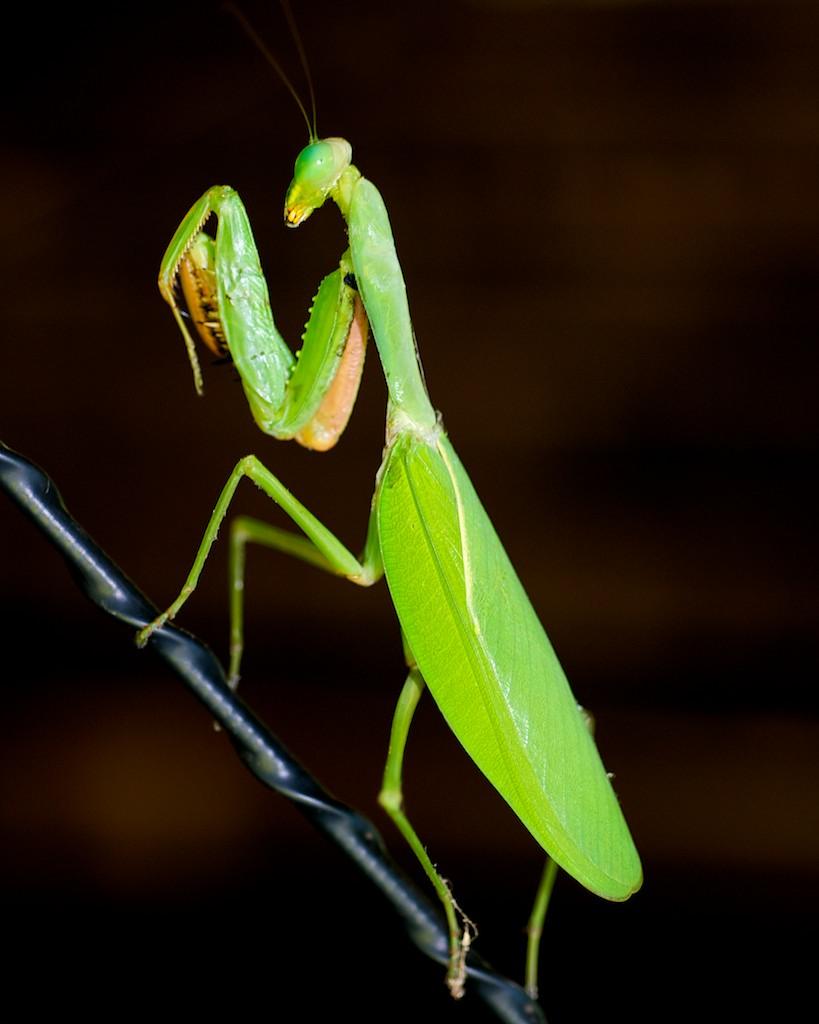 بهترین عکس از پشت حشره آخوندک با بدن سبز رنگ زیبا
