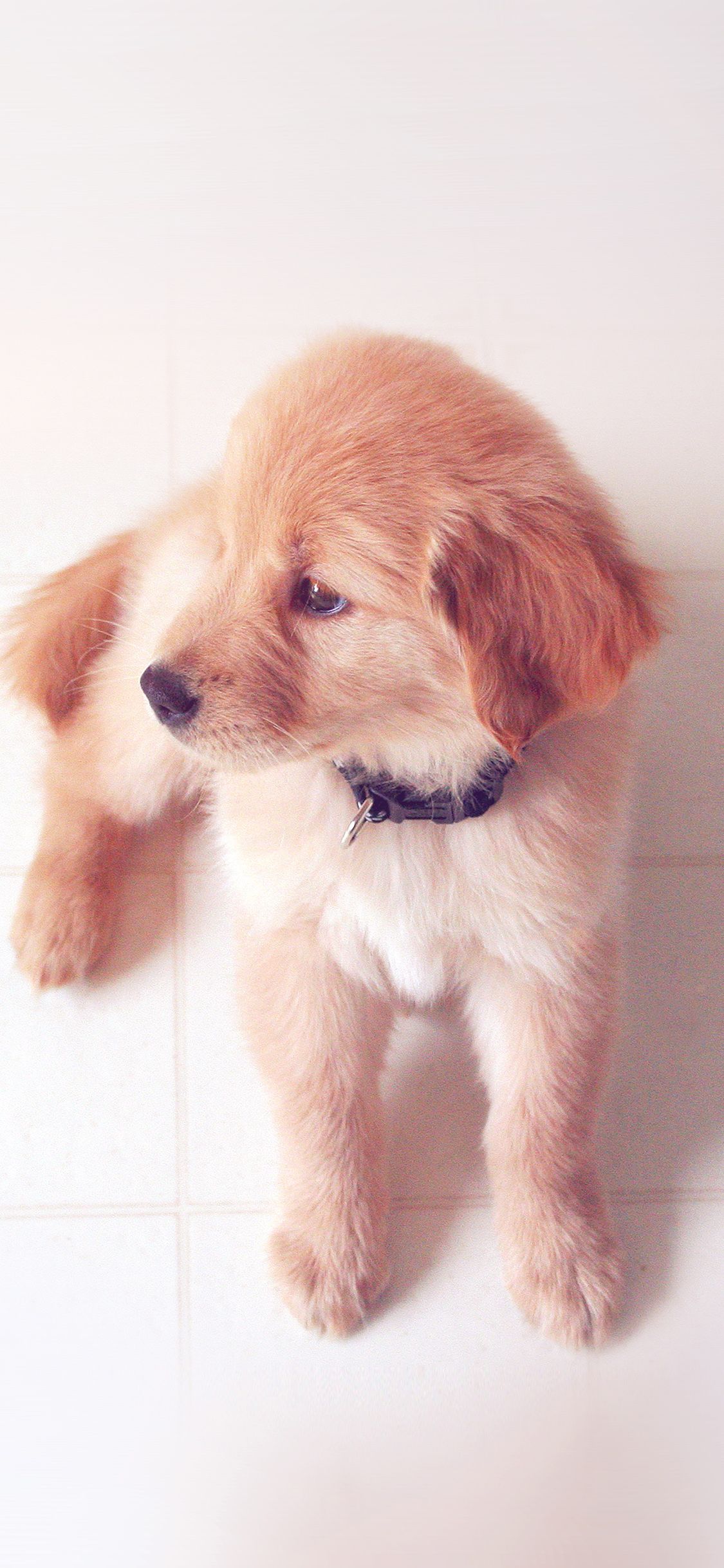 بهترین عکس پروفایل بانمک سگ کوچولو مناسب واتساپ