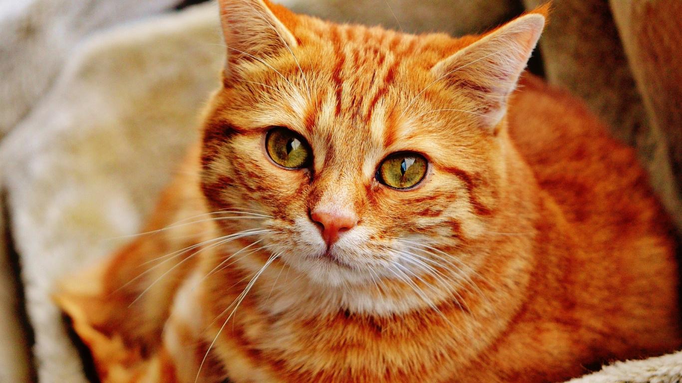 والپیپر باکیفیت گربه نارنجی برای زمینه ویندوز 11