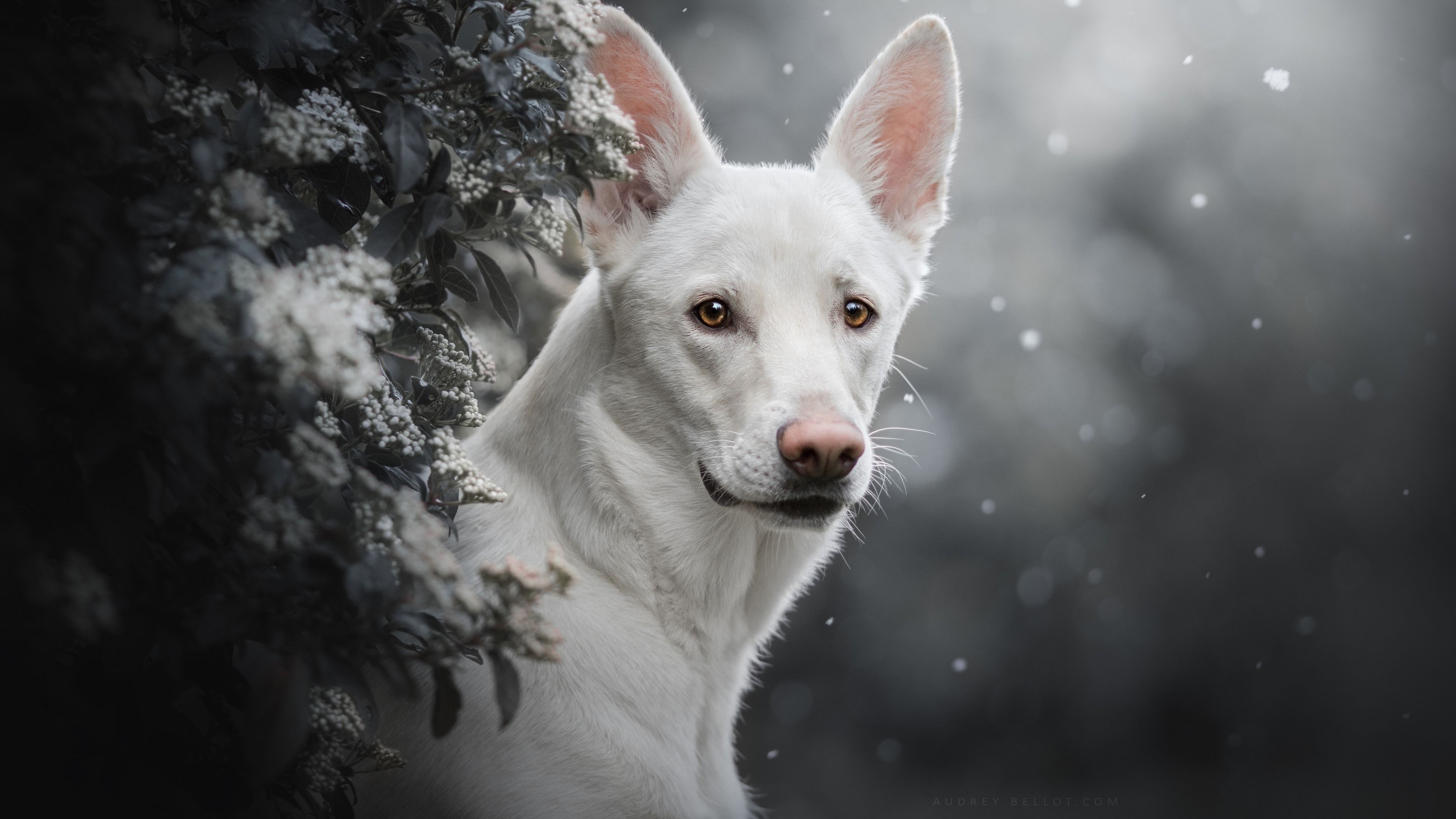 تصویر خفن سگ قدرتمند سفید برای پروفایل پسرانه