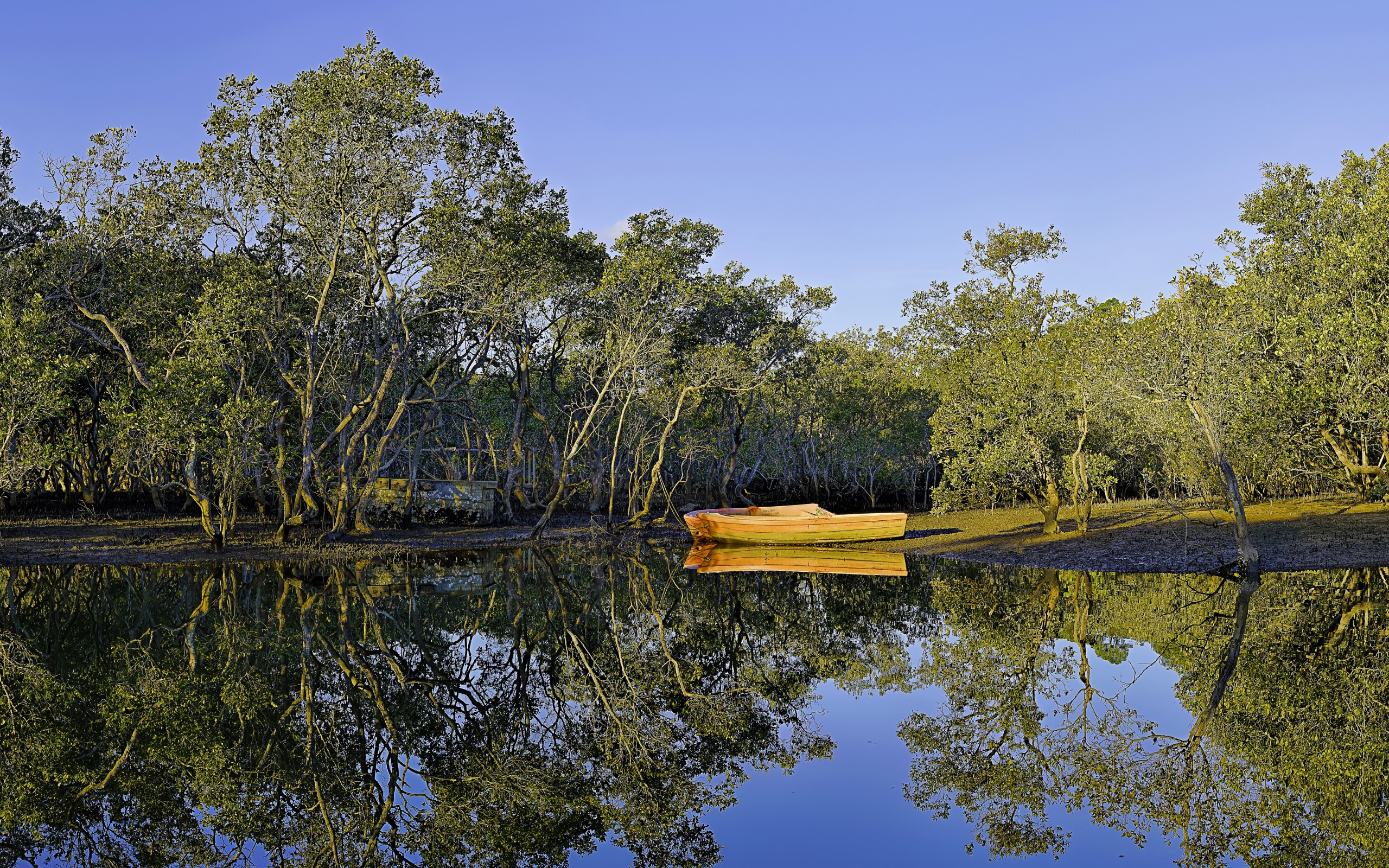 والپیپر 8k قایق زرد در دریاچه کوچک خوشگل درون جنگل