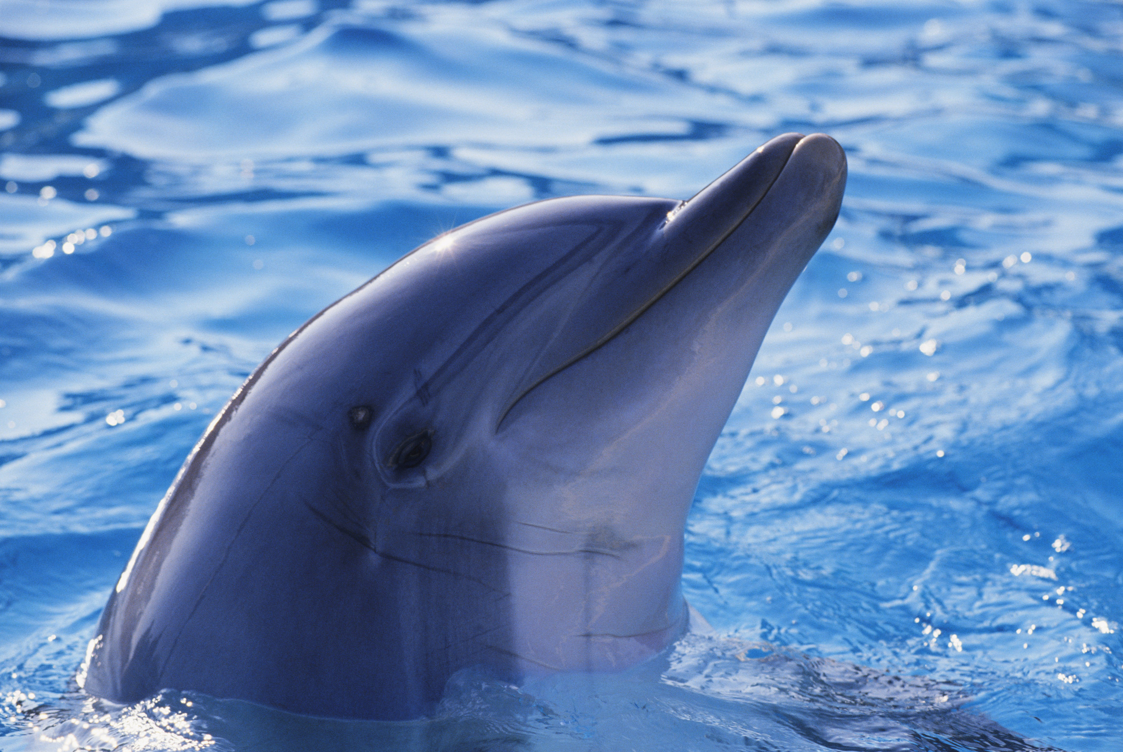 عکس پروفایل دلفین بسیار زیبا و تماشایی برای واتساپ و تلگرام