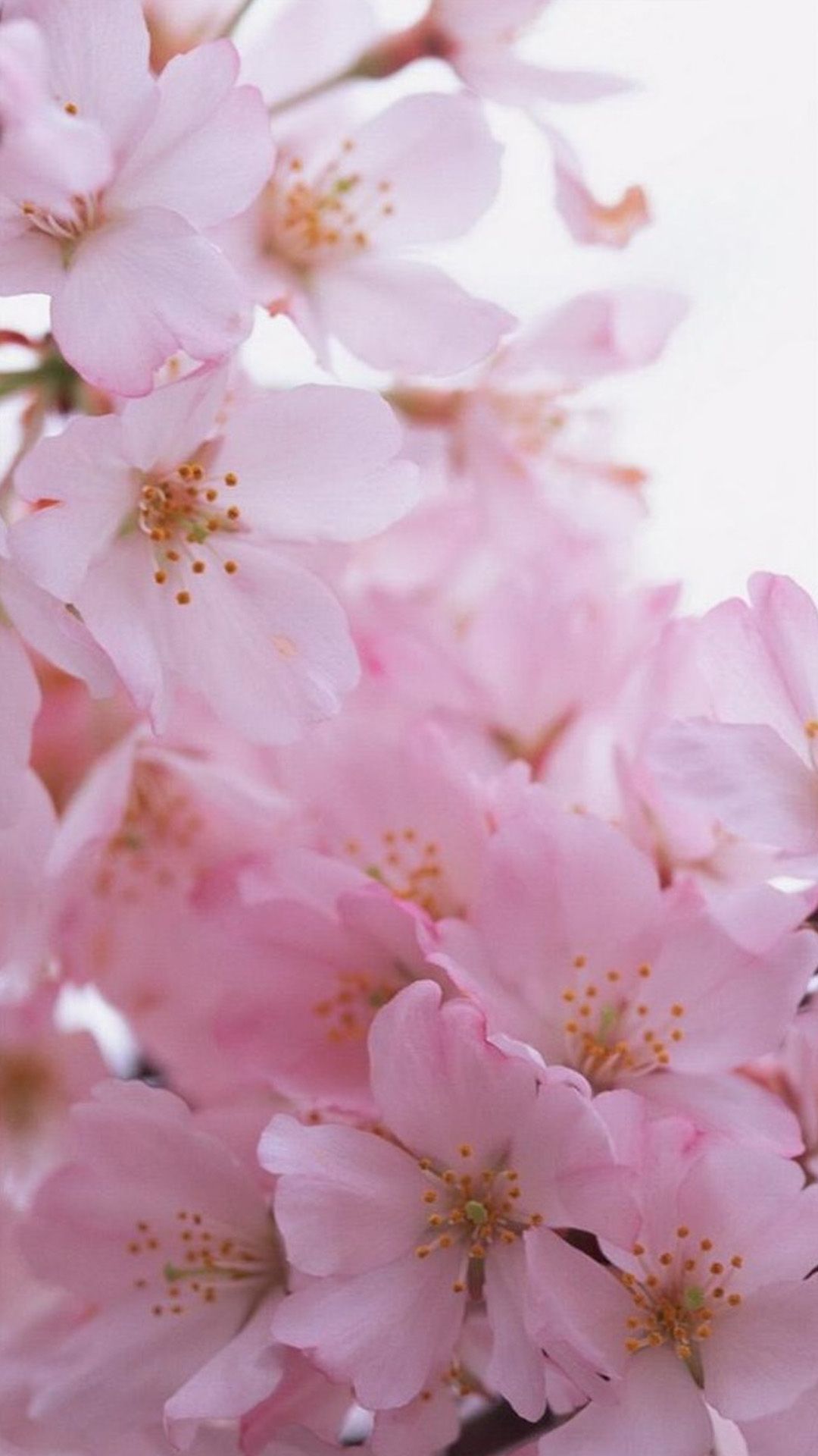 بک گراند شکوفه های صورتی بهاری مناسب انواع گوشی