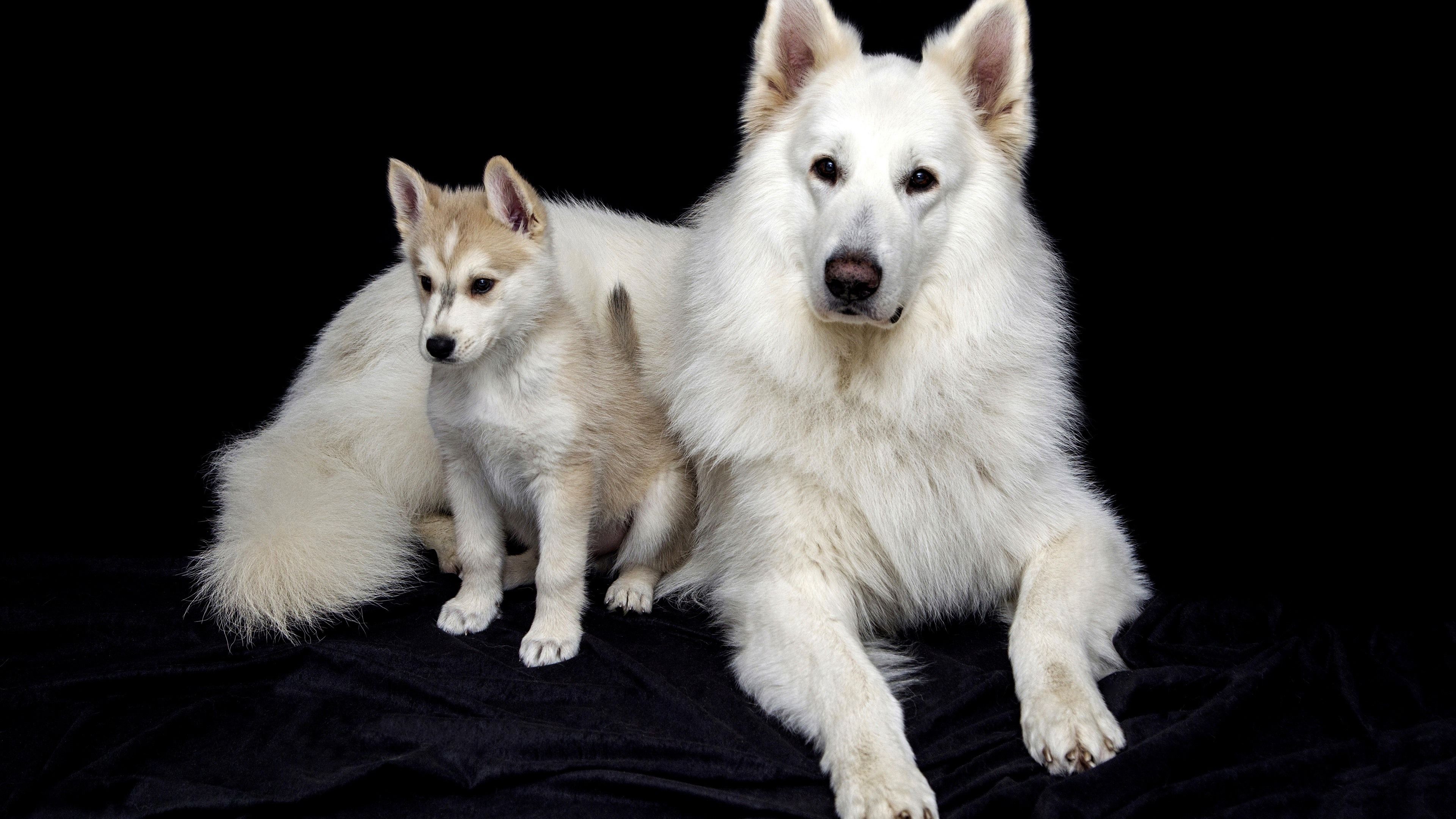 دانلود رایگان عکس سگ مادر فرزند سفید با کیفیت بالا 