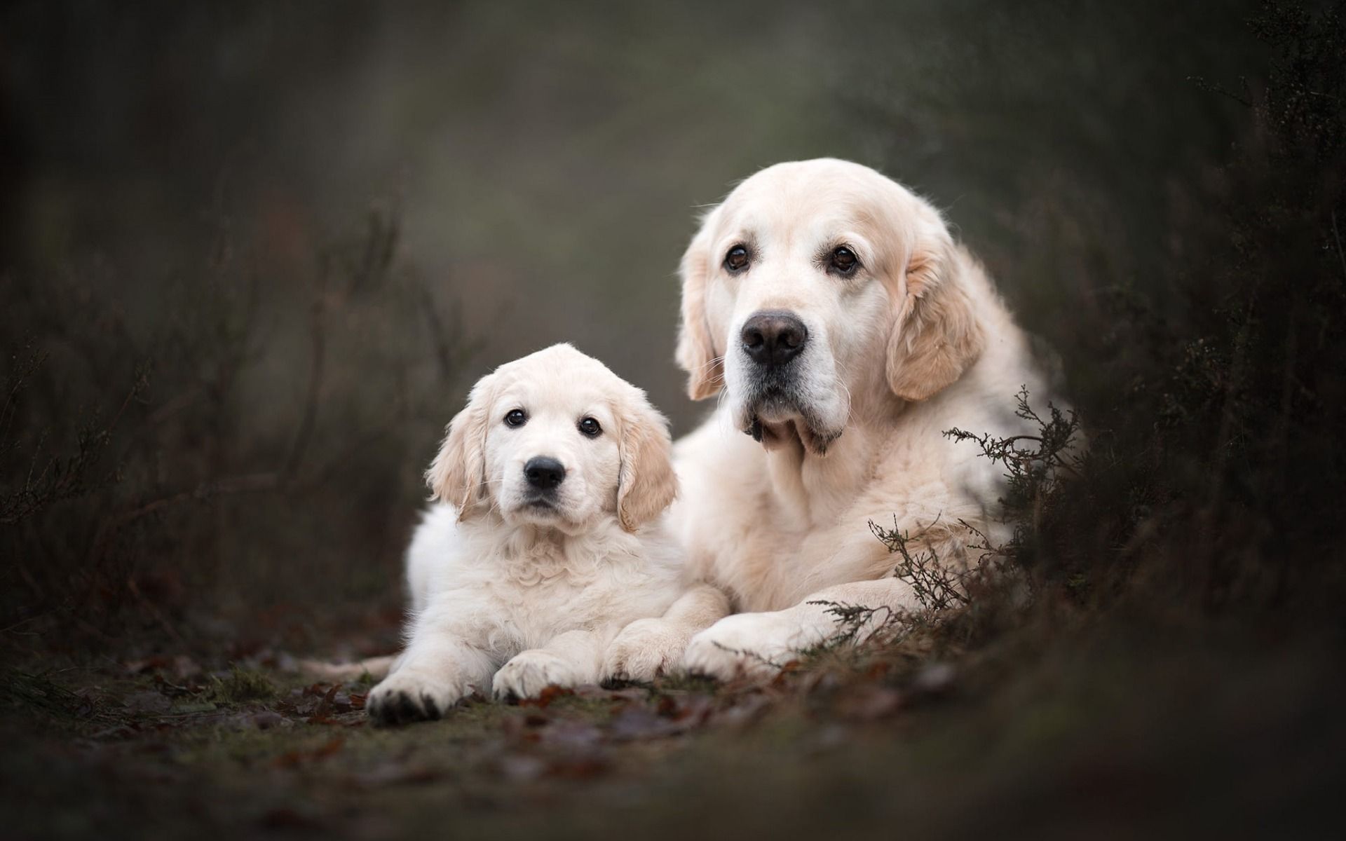 دانلود عکس سگ مادر و بچه بزرگ قشنگ به رنگ کرمی