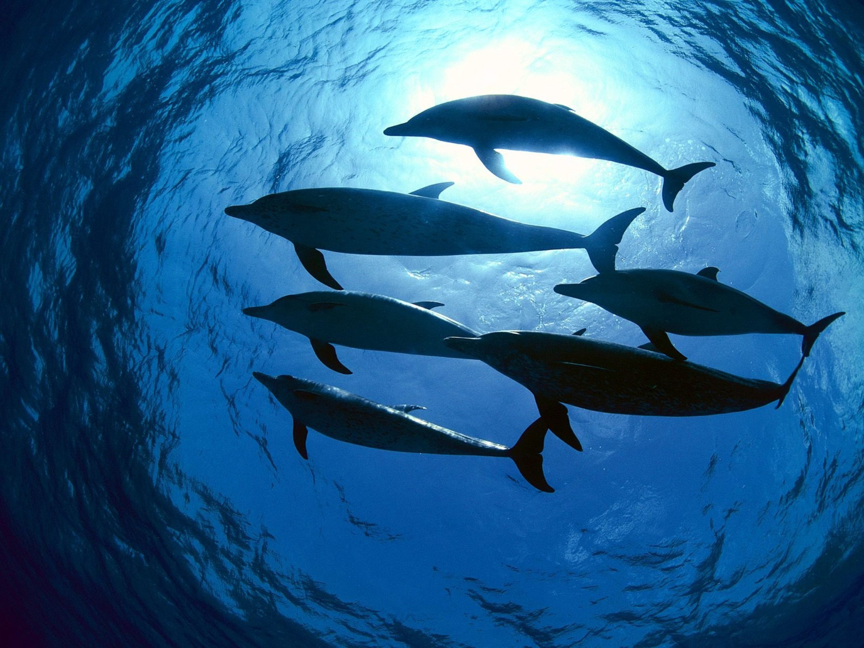 عکس دلفین برای والپیپر و عکس های باکیفیت از دلفین های وحشی