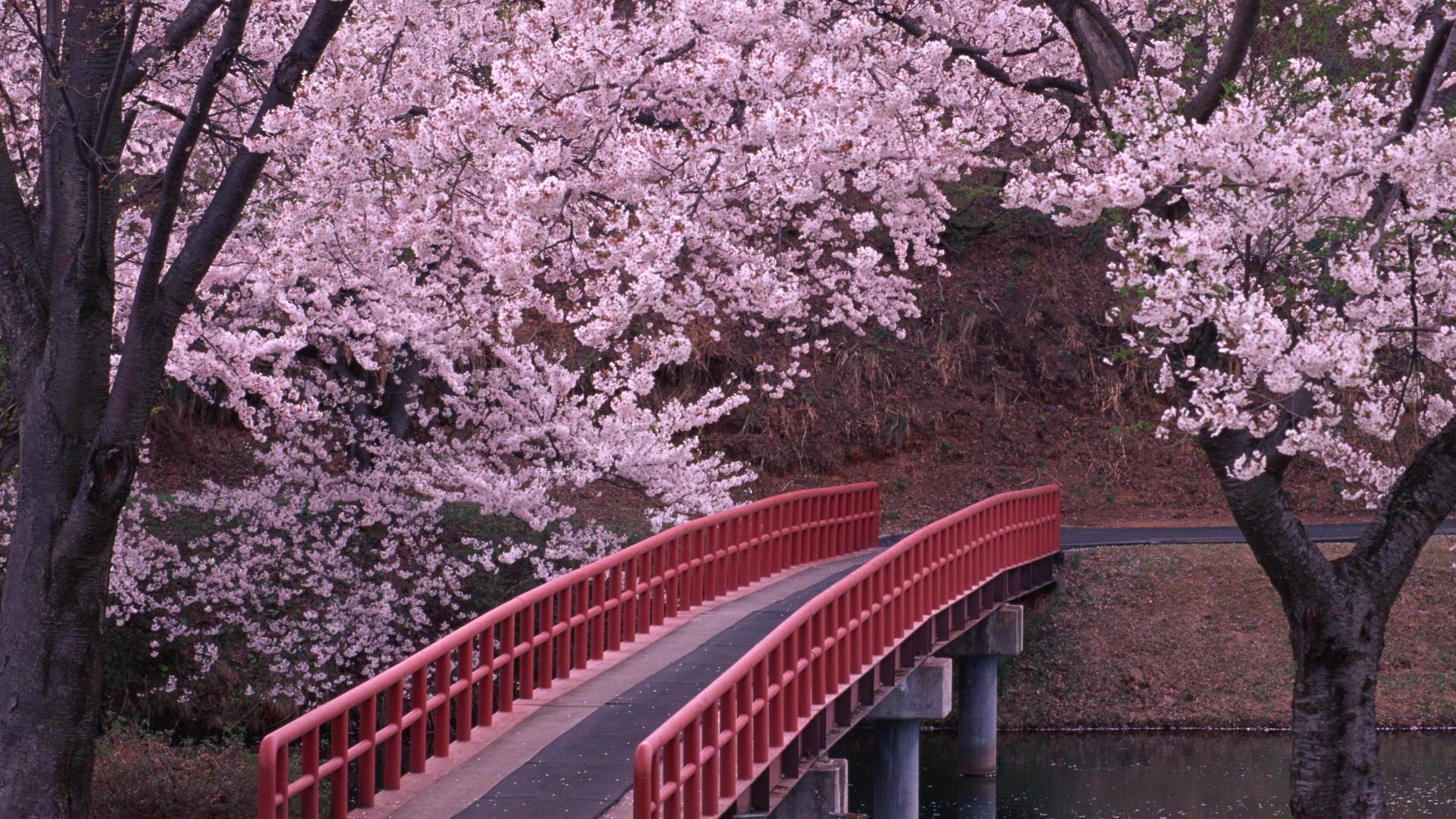 عکس شکوفه های بهاری در طبیعت ژاپن