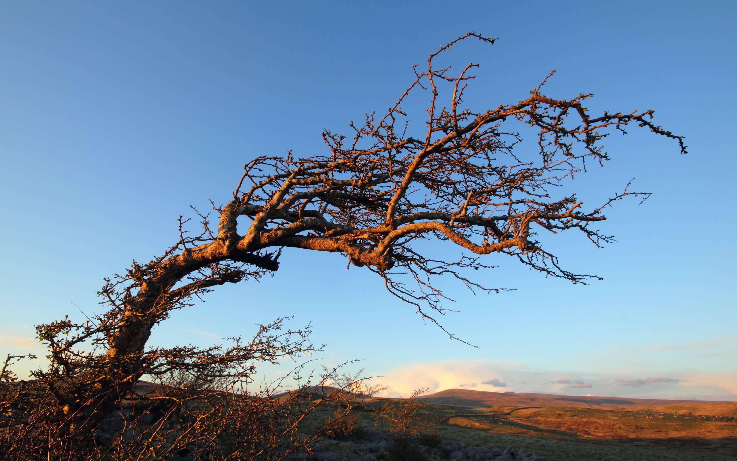 جدید ترین عکس 8k از درخت خشک در طبیعت مناسب چاپ