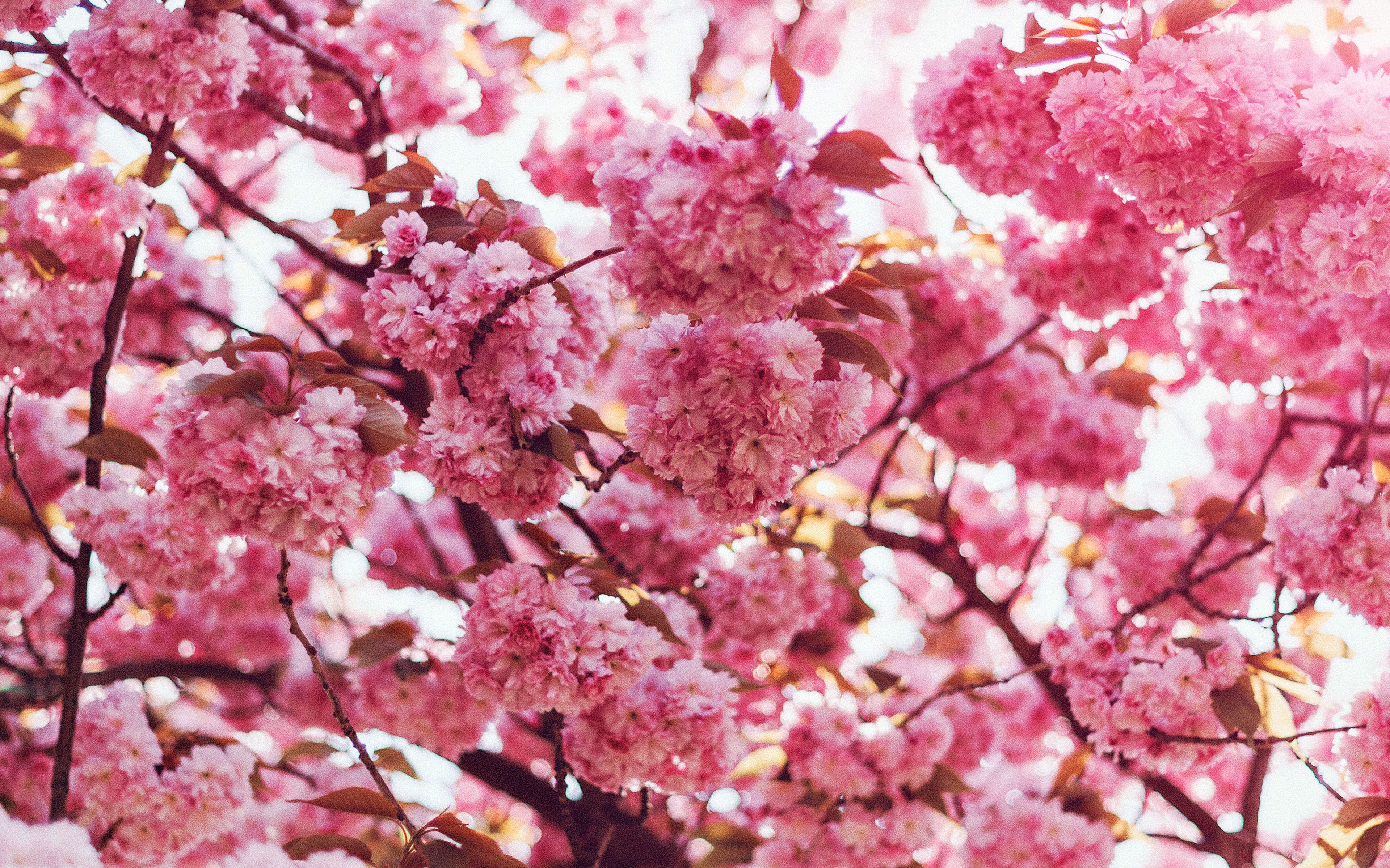 عکس شکوفه های صورتی رنگ در فصل بهار