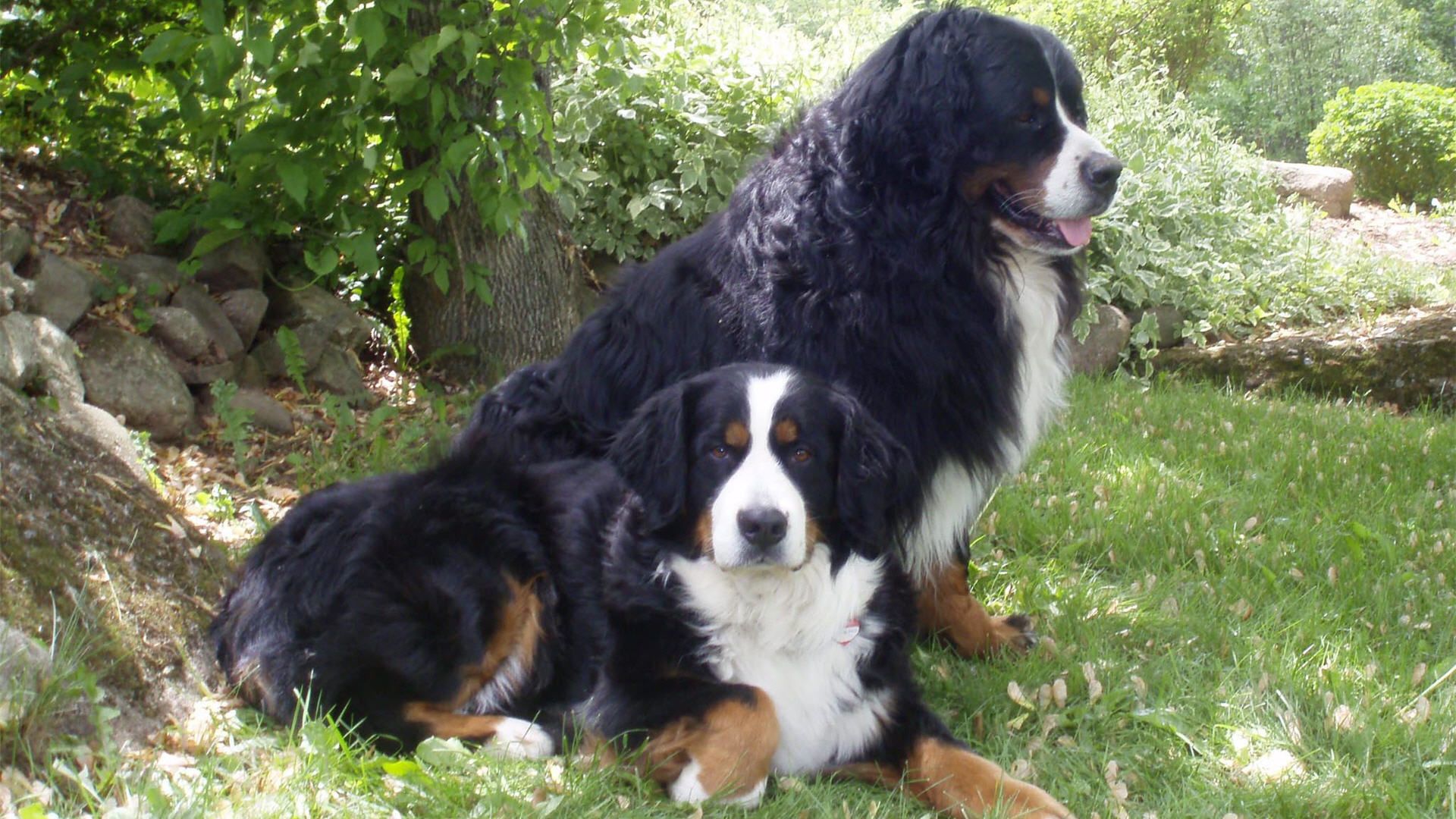 عکس دو سگ خوشگل مو فرفری در ابعاد بزرگ جذاب 