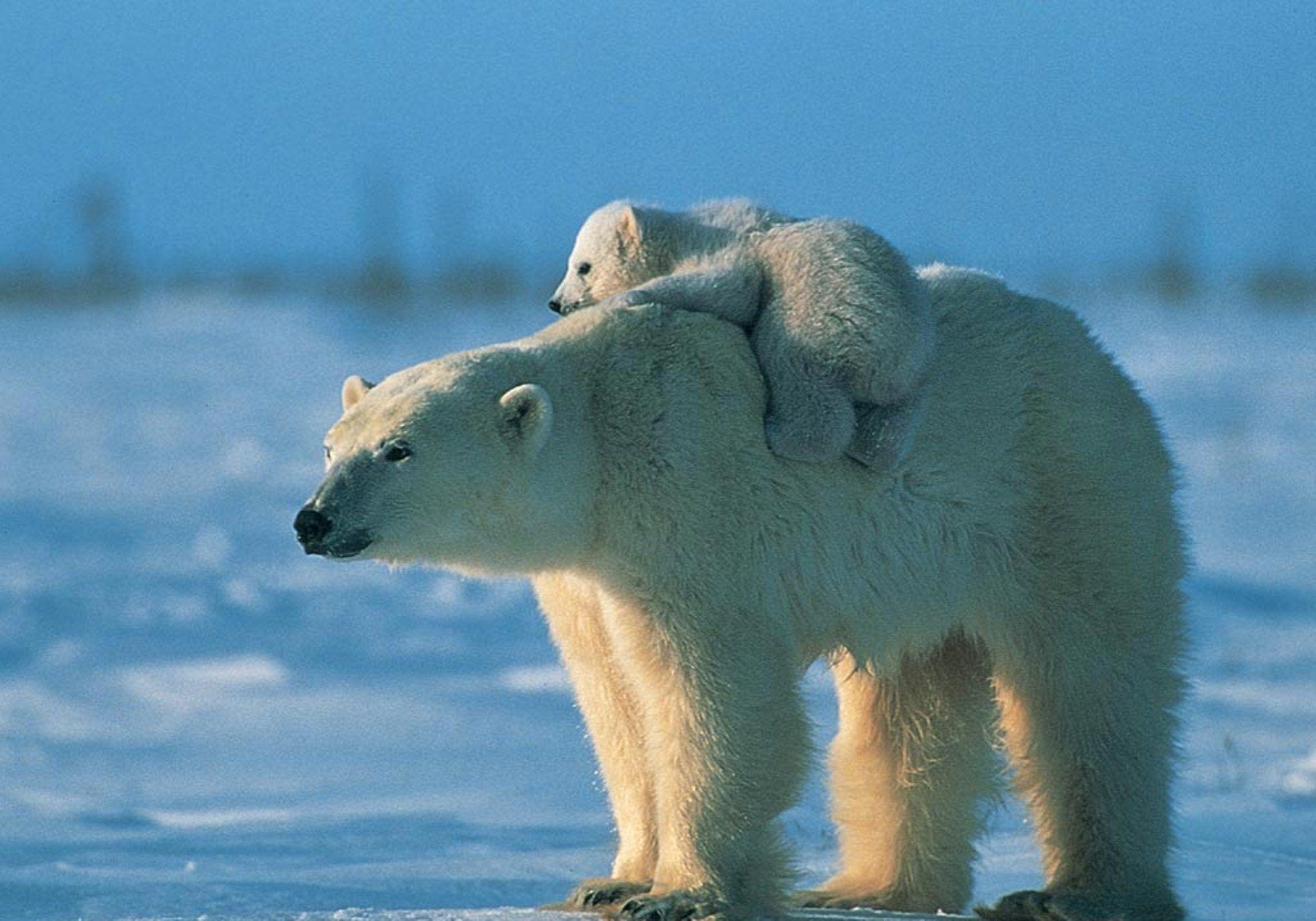 عکس استوک چشم نواز خرس قطبی بچه روی دوش مادر با کیفیت عالی