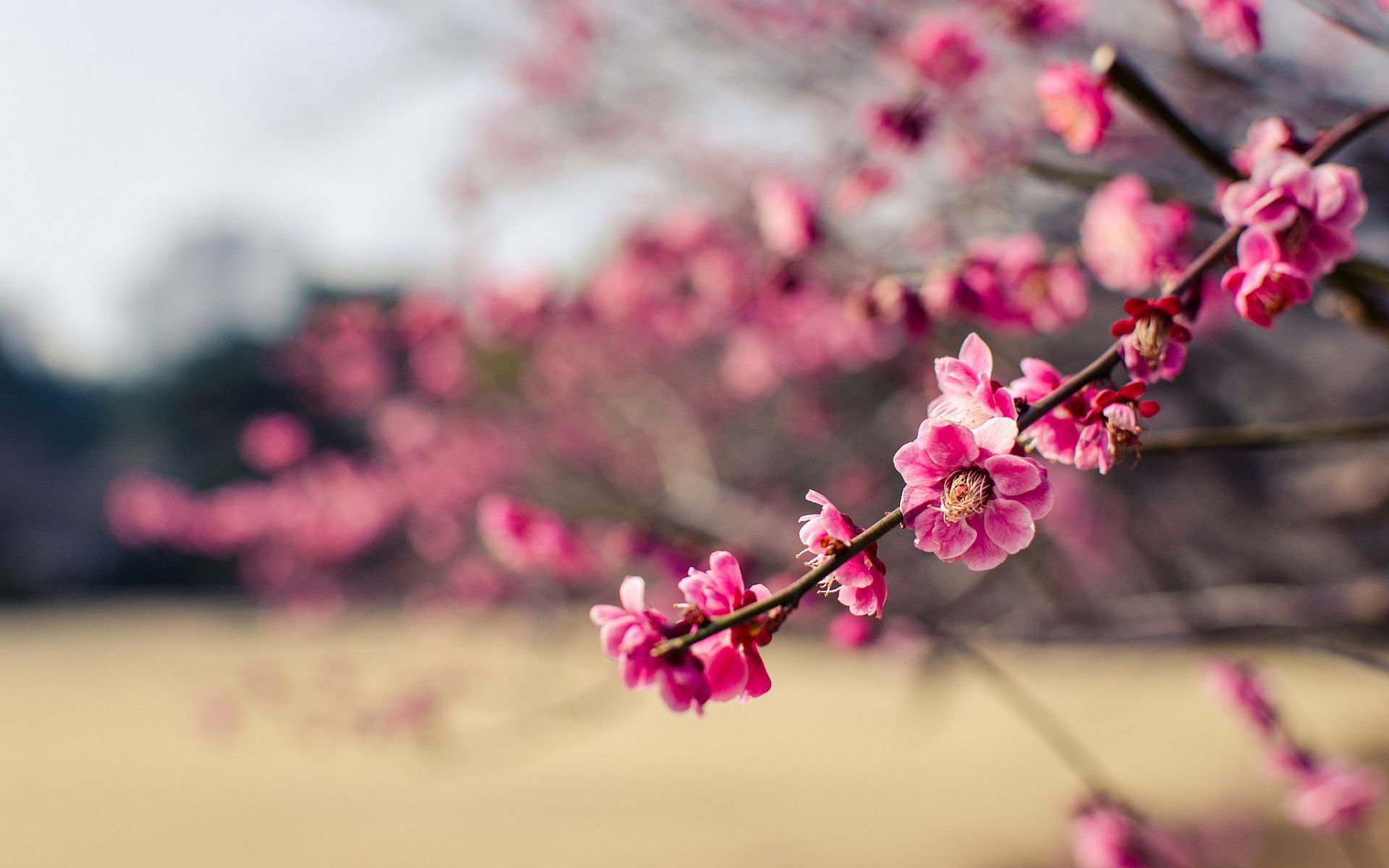 عکس فوق العاده زیبا از شکوفه های بهاری