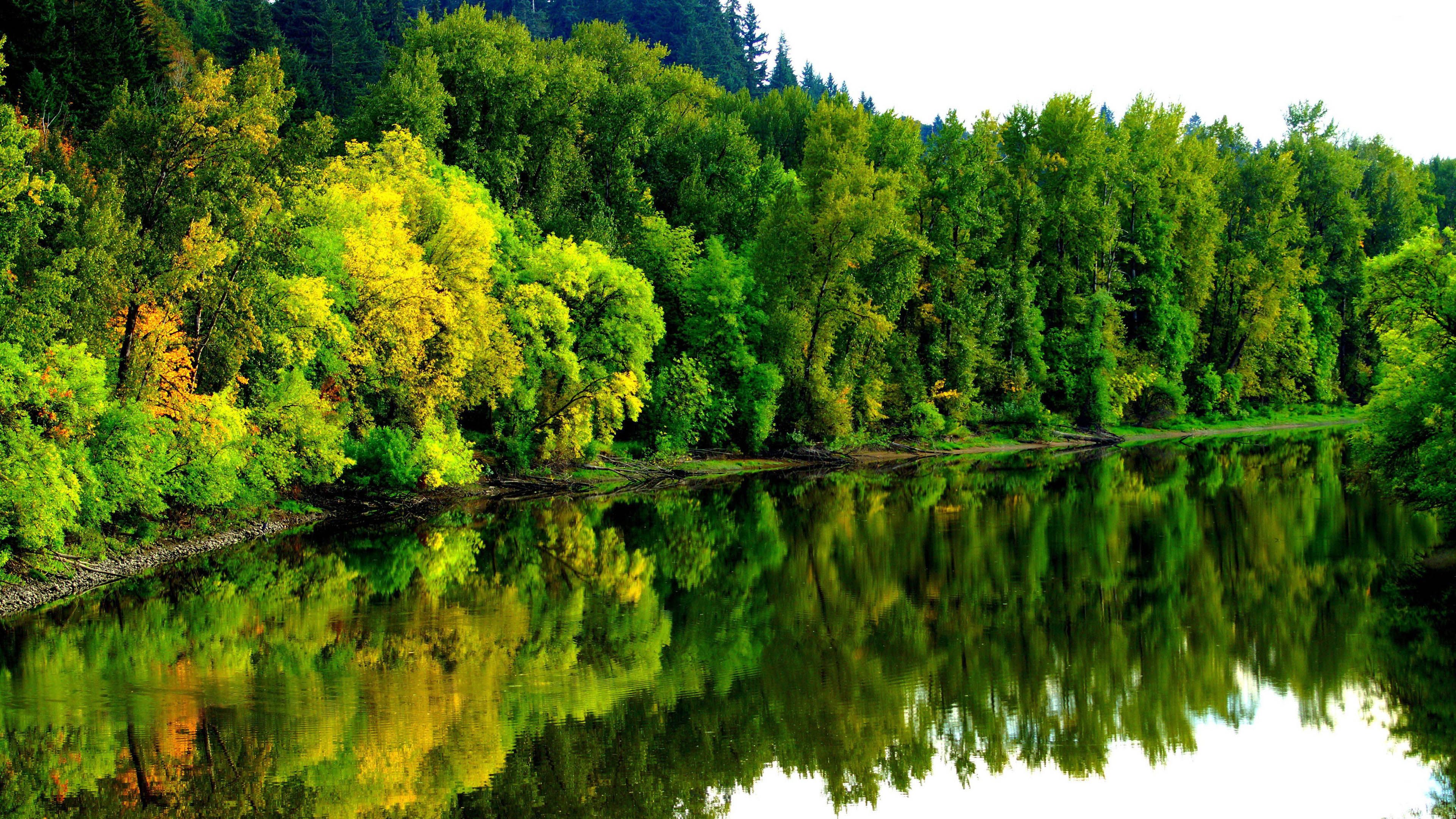 عکس جالب انعکاس درختان جنگل درون رودخانه زلال