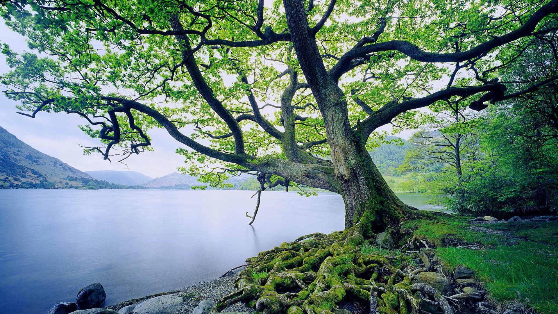 عکس استوک تماشایی درخت کنار دریاچه وسیع و سرد با کیفیت HD