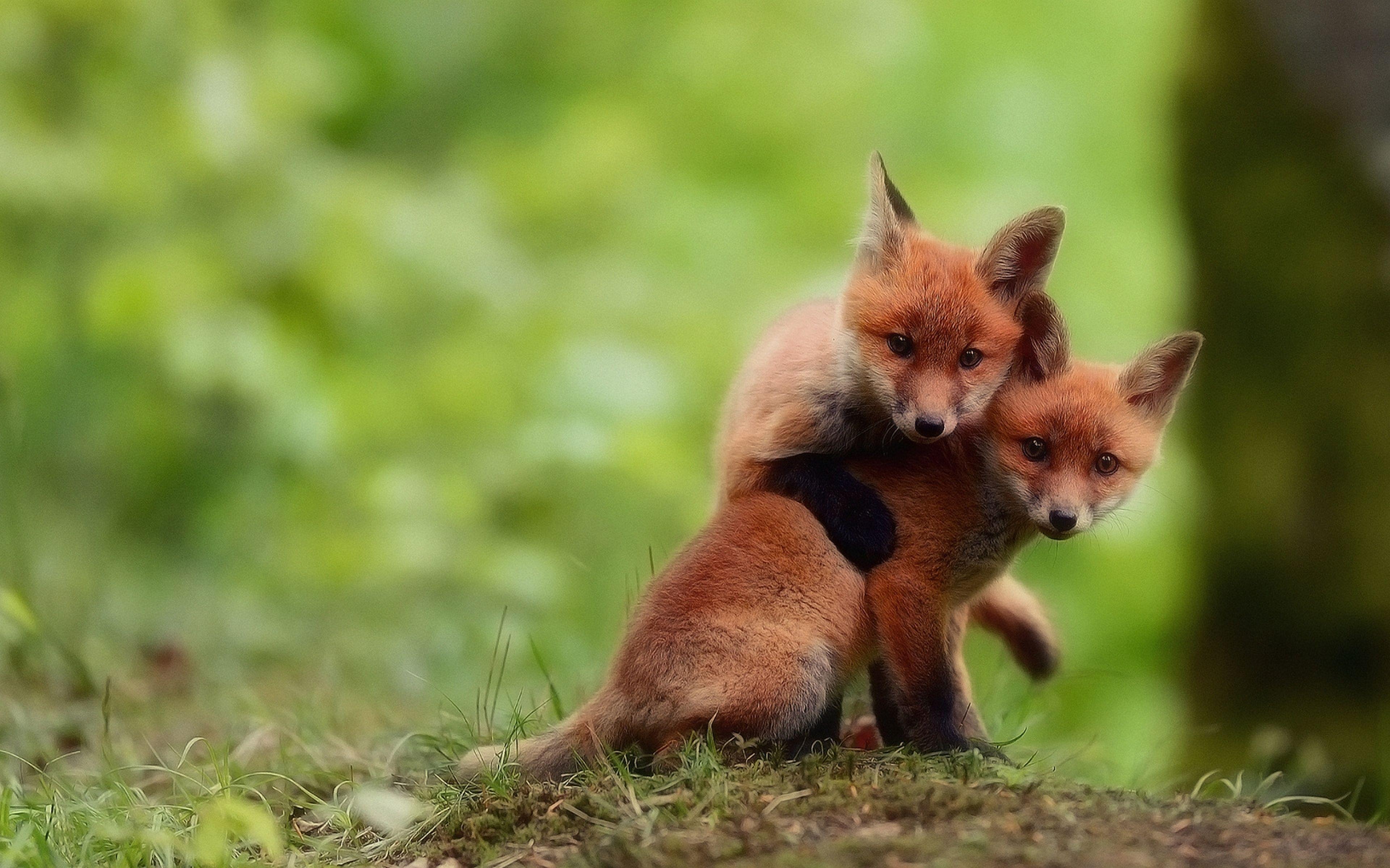 تصویر دو بچه روباه فسقلی و خوشرنگ در جنگل 