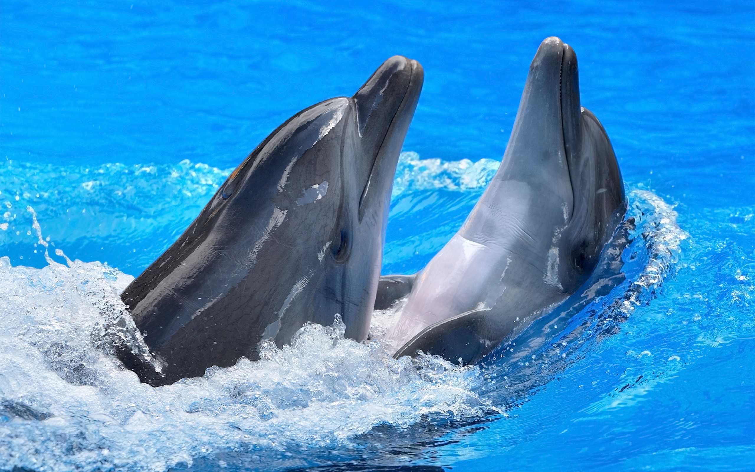 دانلود والپیپر از دلفین ها Dolphins Wallpaper با کیفیت بالا