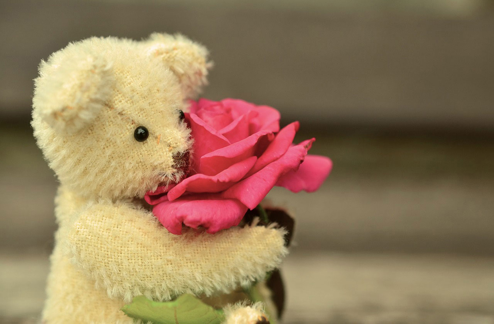 بک گراند کیوت عاشقانه از خرس سفید و گل ناز برای تبلت