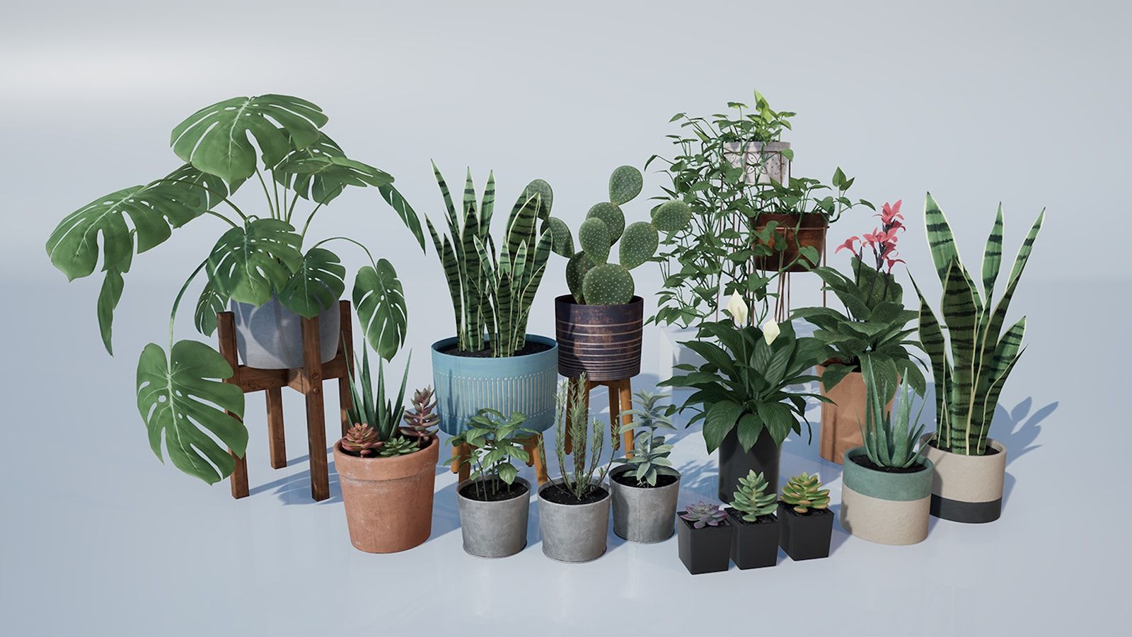 عکس انواع گیاه آپارتمانی