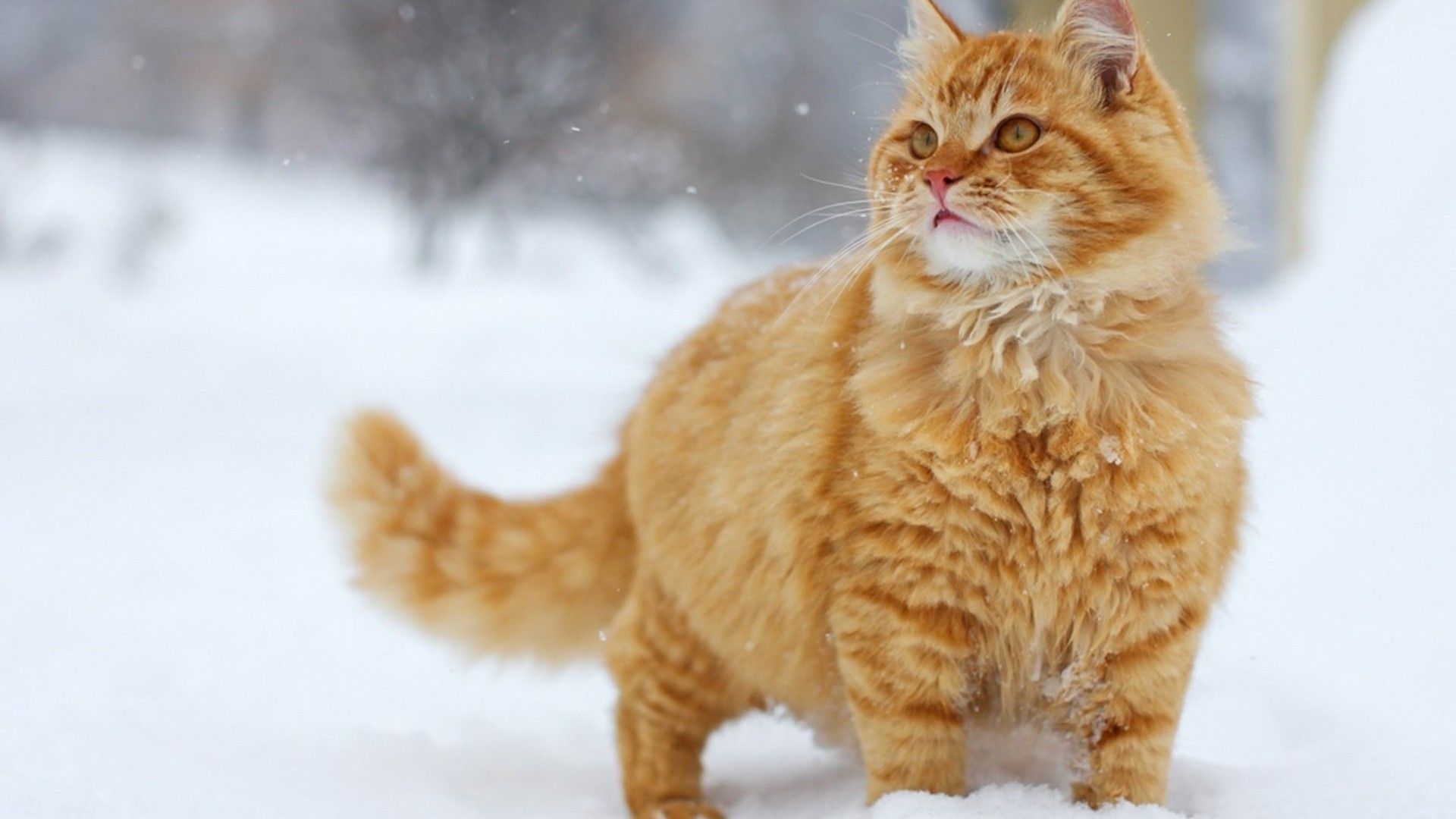 تصویر گربه چاق و پشمالو در طبیعت برفی 2023