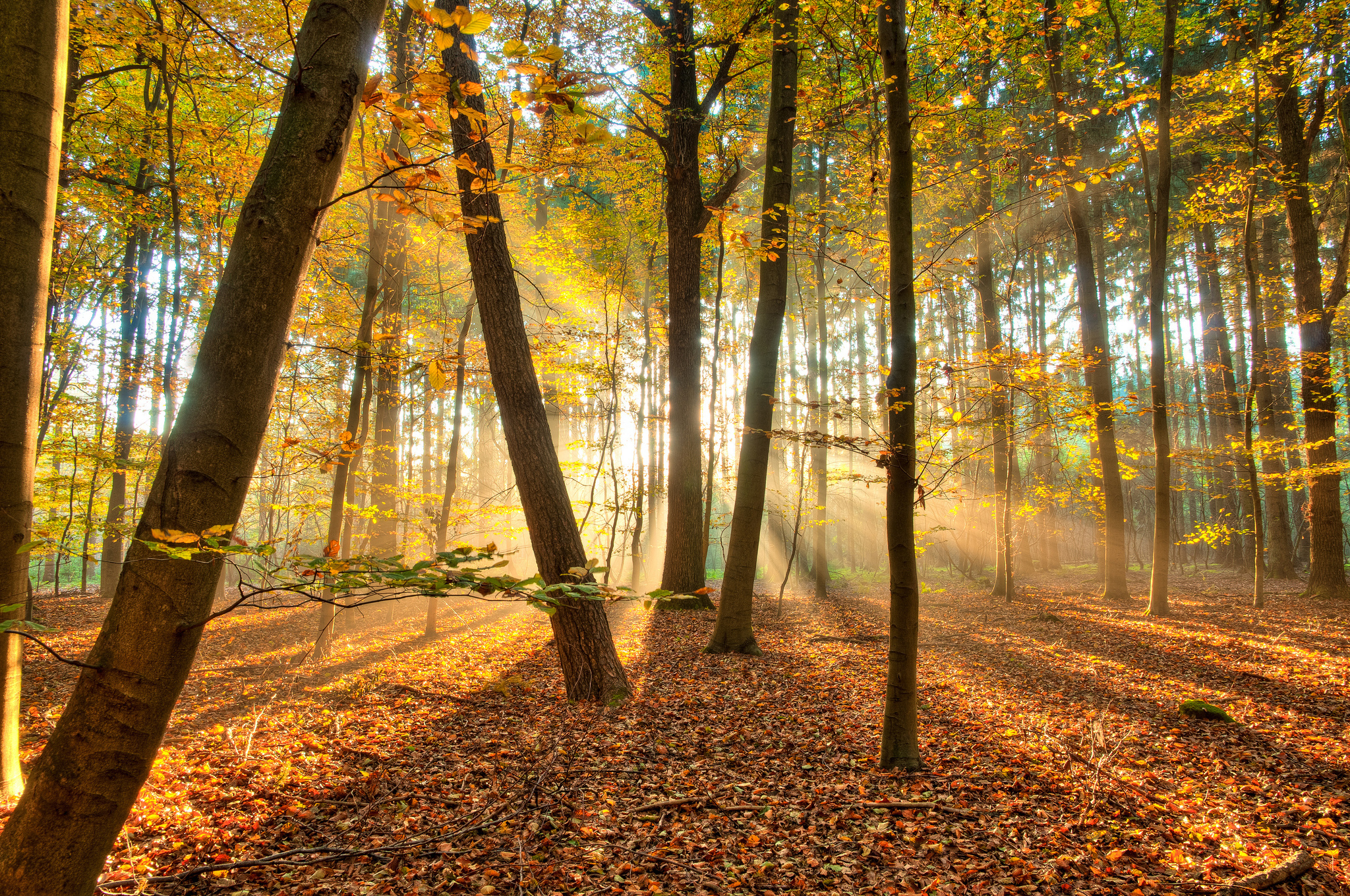 قاب شاهکار طبیعت پاییزی جنگل با درختان رنگارنگ nature full hd قاب شاهکار طبیعت پاییزی جنگل با درختان رنگارنگ nature full hd