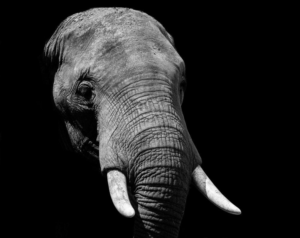 تصویر زمینه فیل با بک گراند سیاه و سفید