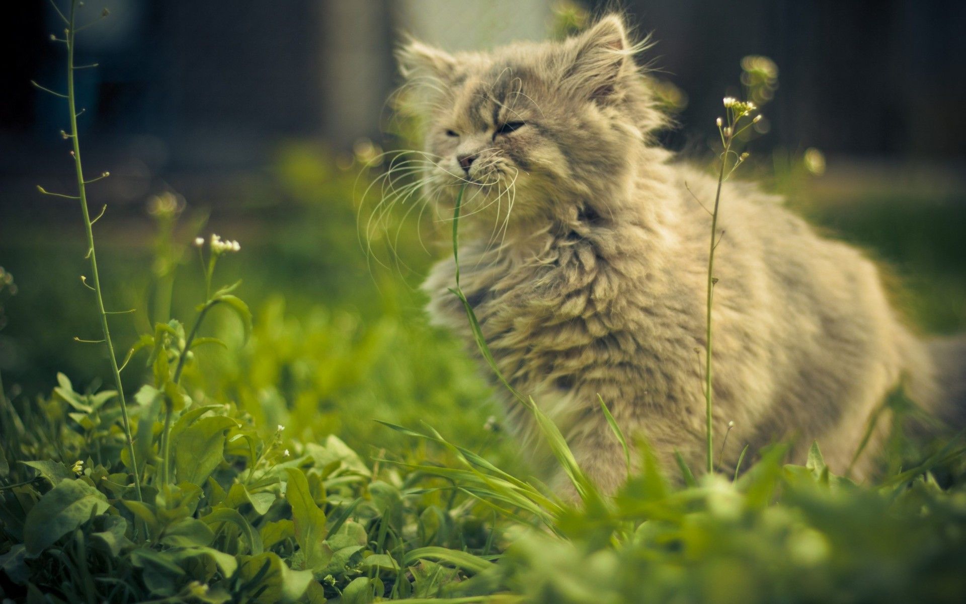 تصویر زمینه محبوب گربه پرشین طوسی میان سبزه