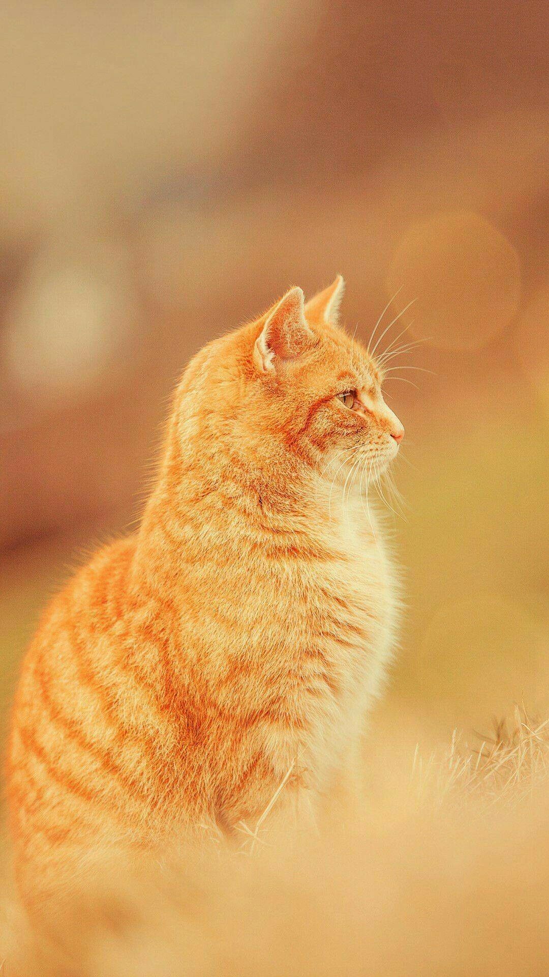 بک گراند رویایی گربه نارنجی رنگ با کیفیت Full HD 