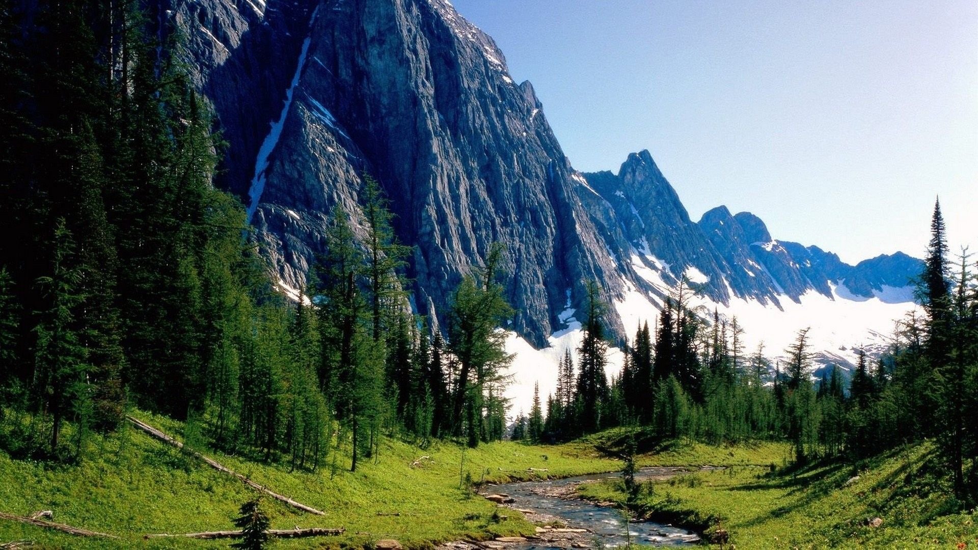والپیپر جنگل زیبا از طبیعت کانادا