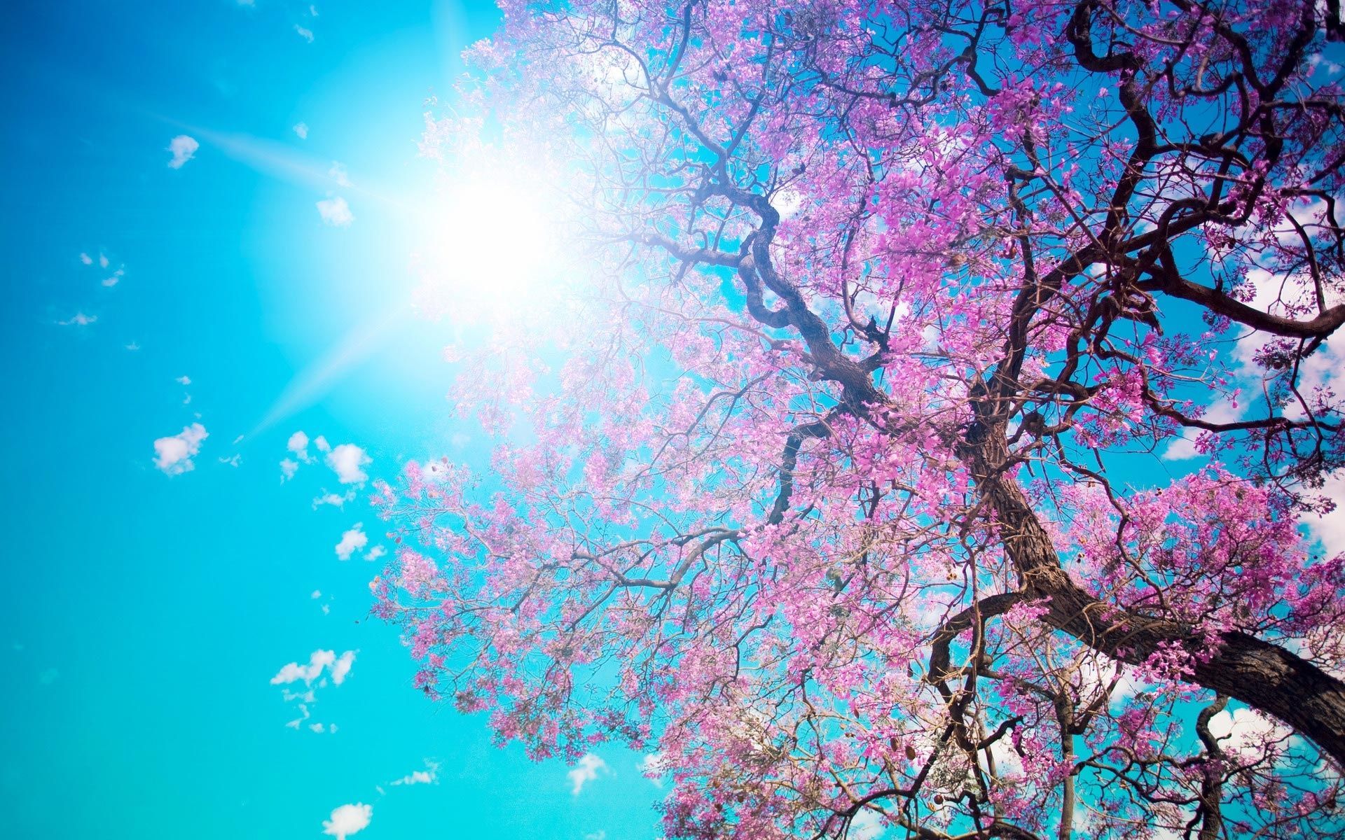تصویر زیبا HD درخت پرشکوفه زیر تابش خورشید