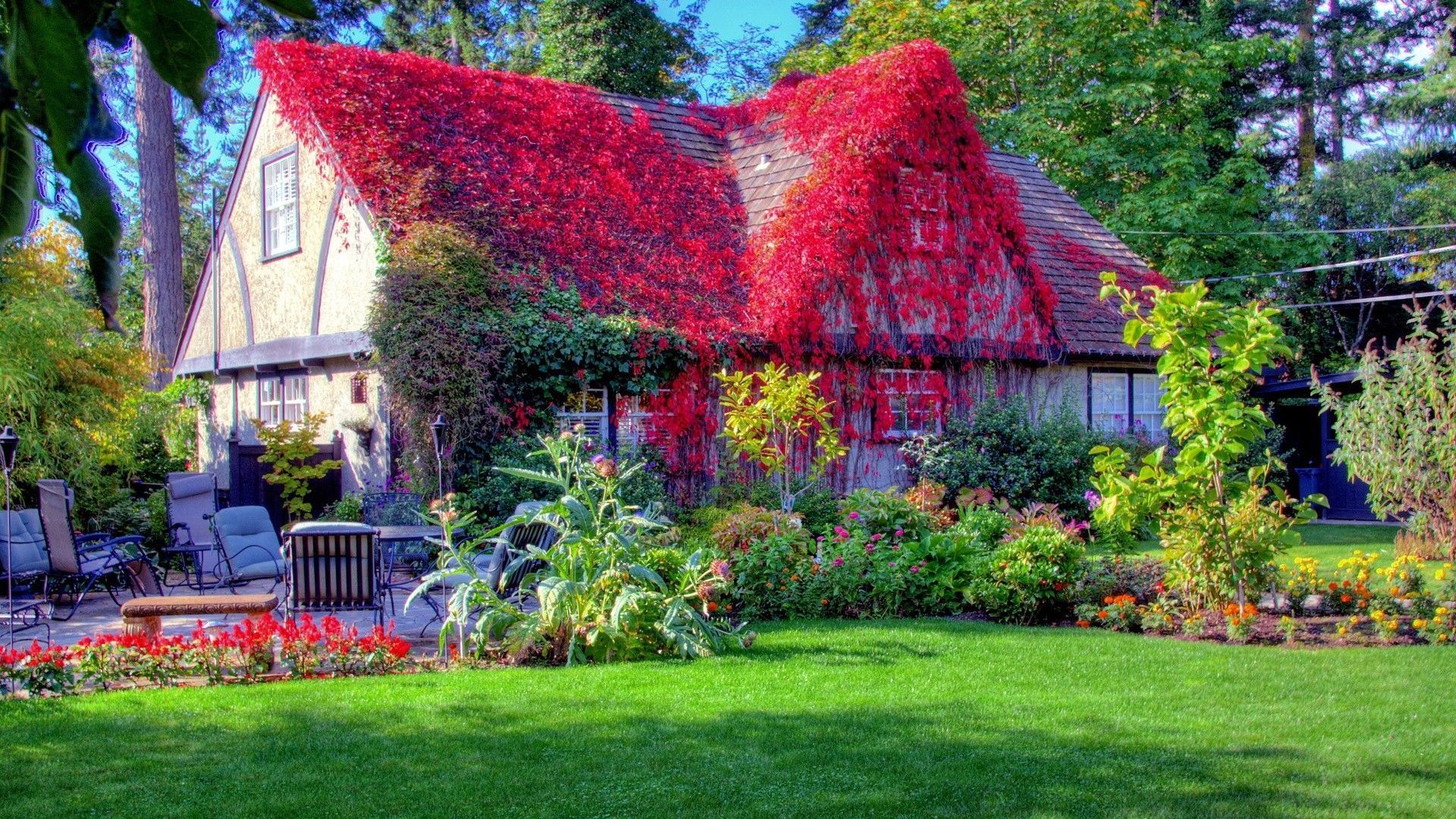 تصویر HD گل موچسب قرمز روی سقف خانه در بهار
